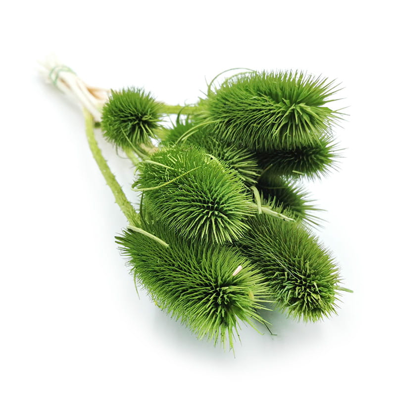 Distel - (Dipsacus) - Grüne