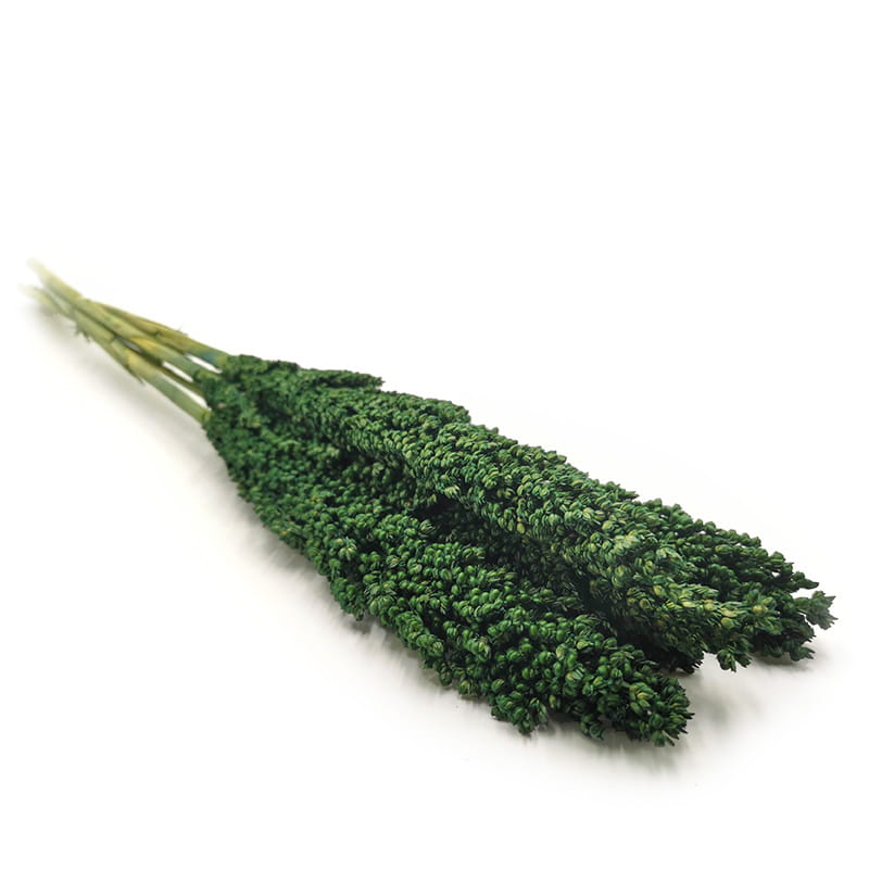 Sorghumhirse Premium Getrocknete (Sorghum) - Grün 10stk