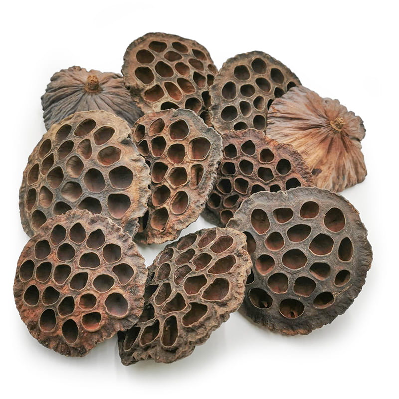 Großer XXL Lotus - (Natürlich) - Exotisch Getrocknet - Packung mit 10 Stück