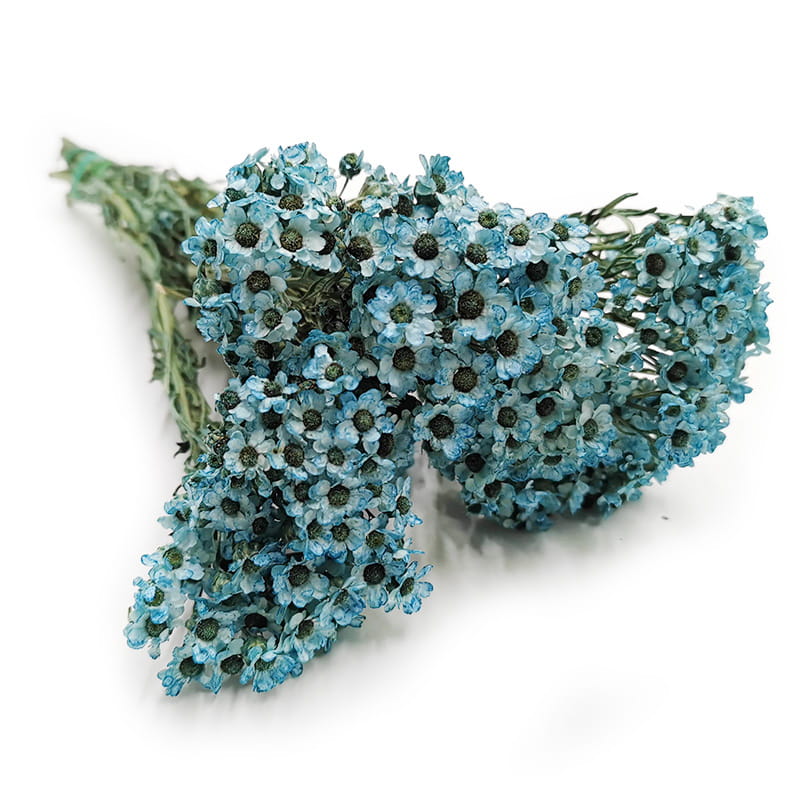Oxodia Getrocknete - (Ixodia) - Blau