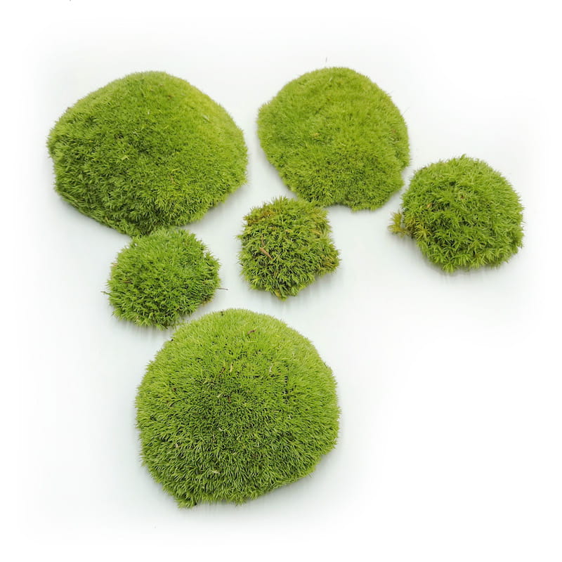 Kugelmoos – Hellgrün Natur – 0,1m² (40x25cm) – Frankreich