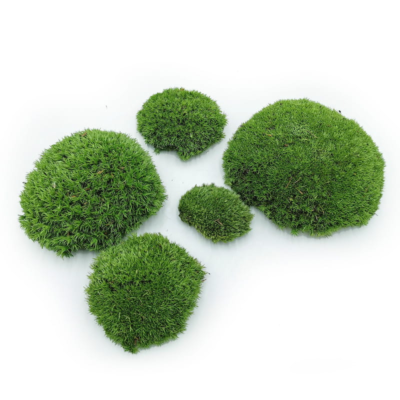 Kugelmoos – Mittelgrün Natur – 0,5m² (100x50cm) – Frankreich