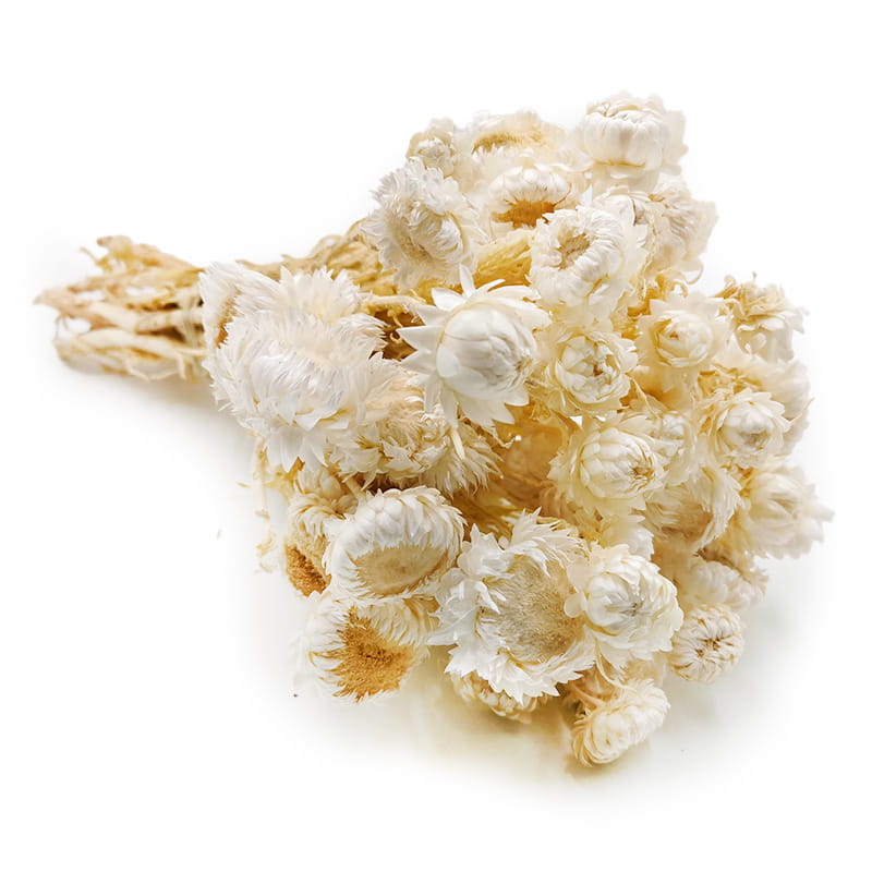 Immortelle Getrocknete - (Helichrysum Bacteatum) - Gebleichte