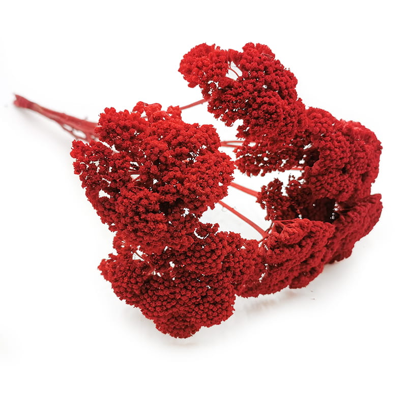 Schafgarbe Getrocknete - (Achillea) - Rot