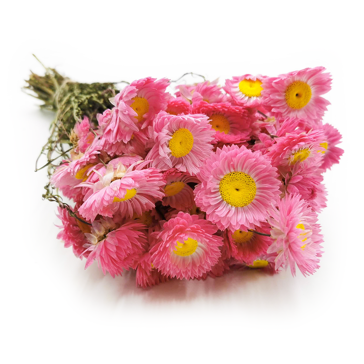Getrocknetes Acroclinium - Rosa