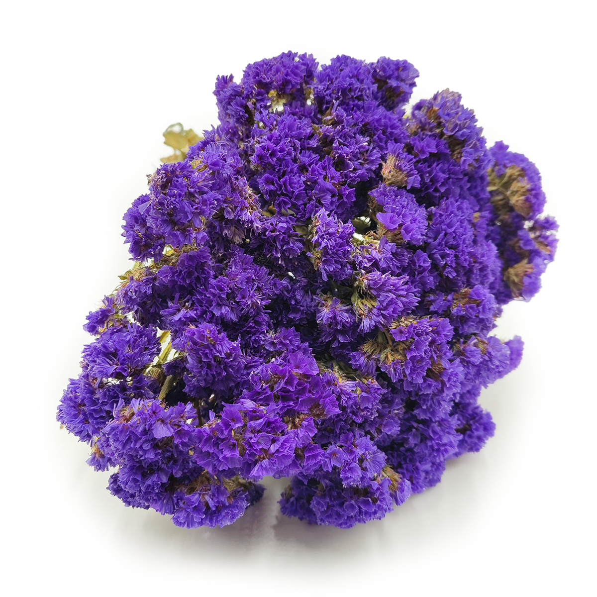 Geflügelter Strandflieder - Limonium sinuatum - Lila