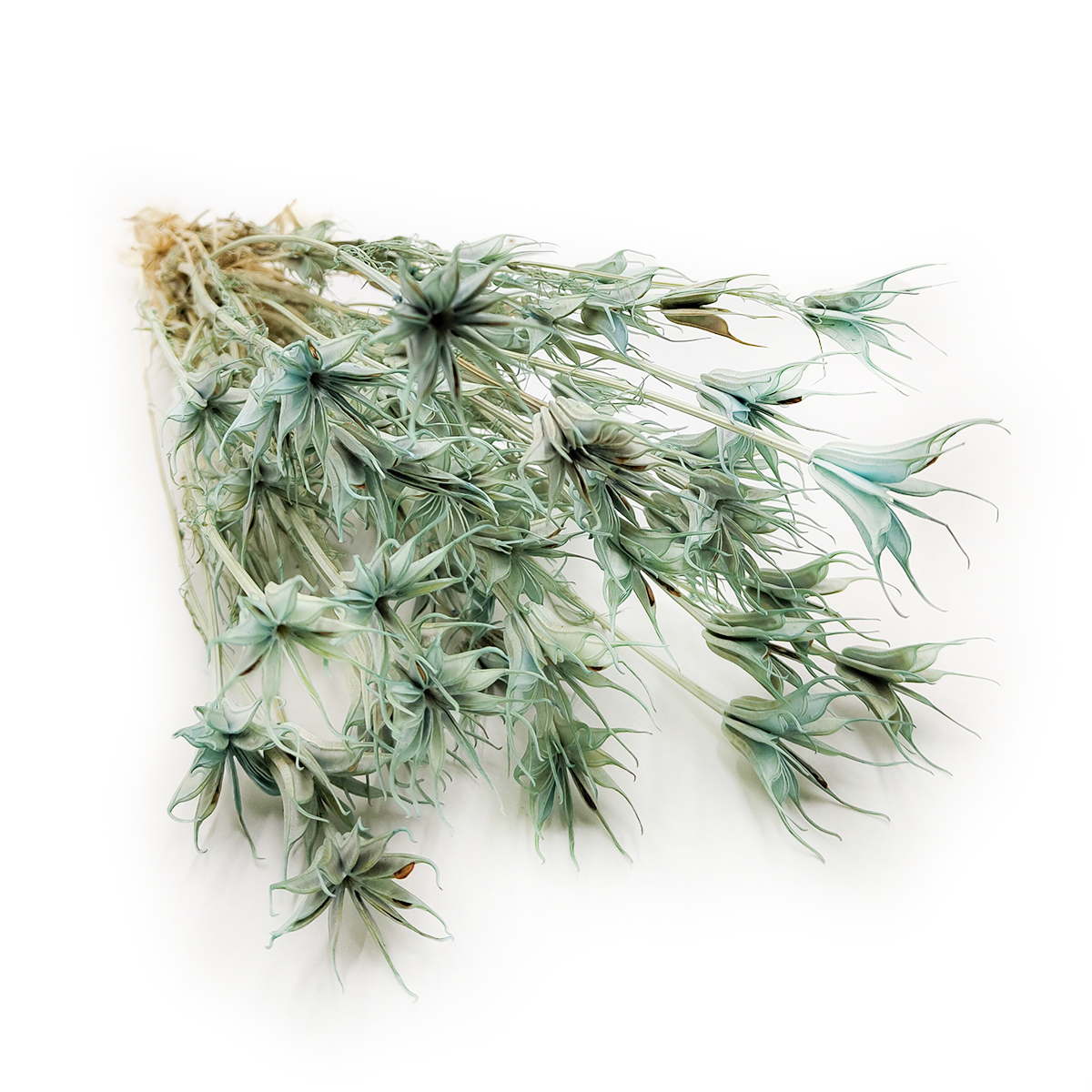 Orientalische Schwarzkümmelblume Getrocknete - (Nigella Orientalis) - Minzgrün PL
