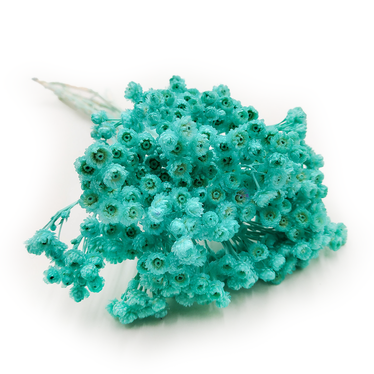 Getrocknetes Helichrysum - (Helichrysum italicum) - Minze