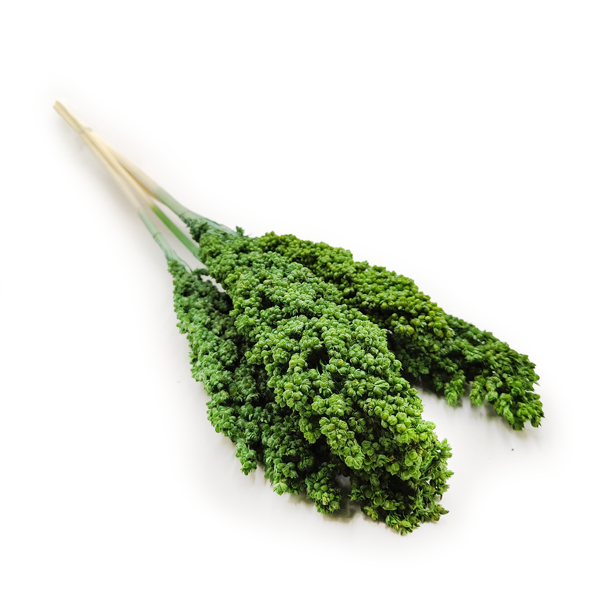 Sorghumhirse Getrocknete (Sorghum) - Grün 5stk