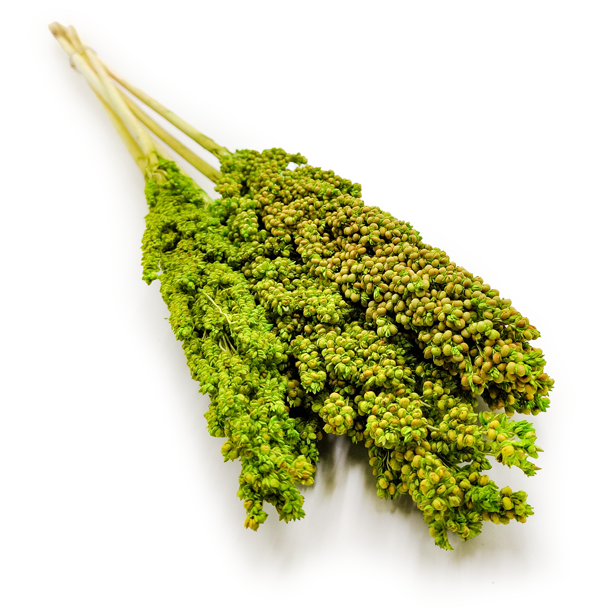 Sorghumhirse Getrocknete (Sorghum) - Seladon 5stk