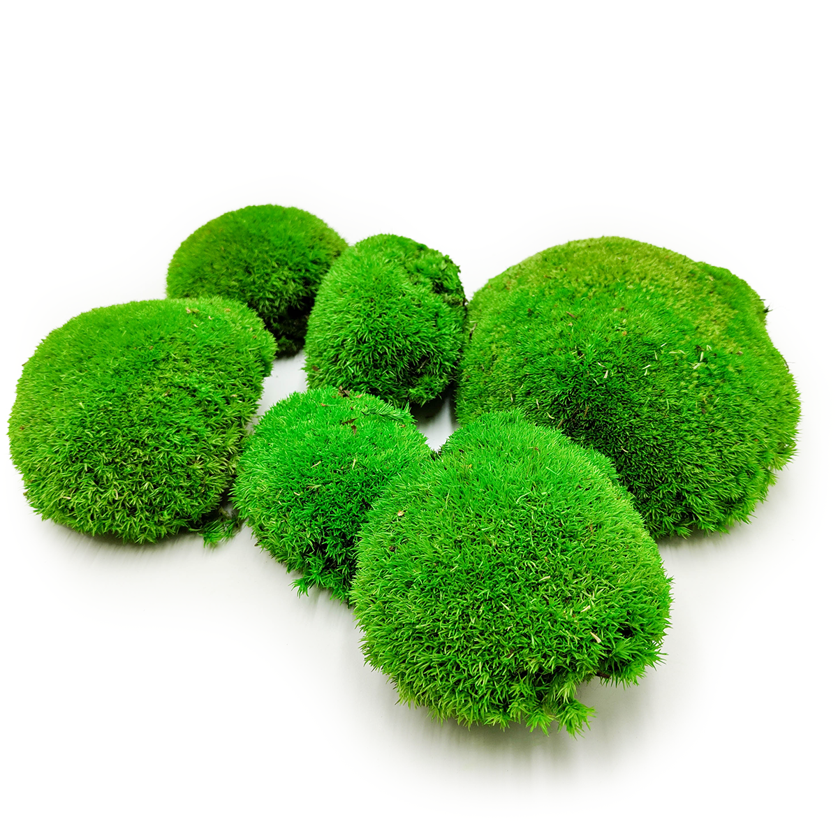 Kugelmoos – Mittelgrün Natur – 0,062m² (40x15cm) – Schweden