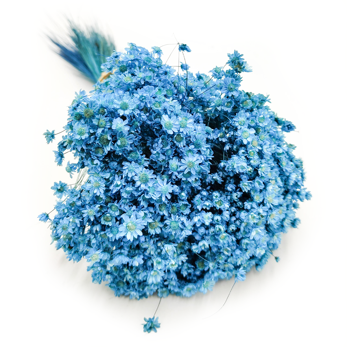 Glixia Getrocknete - (Glixia Marcela) - Blau