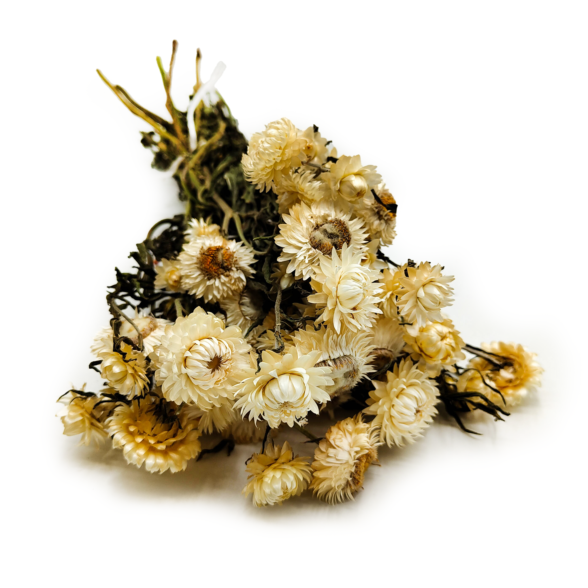 Getrocknete Strohblume Granvia® - (Helichrysum Granvia®) - Natürliches Weiß