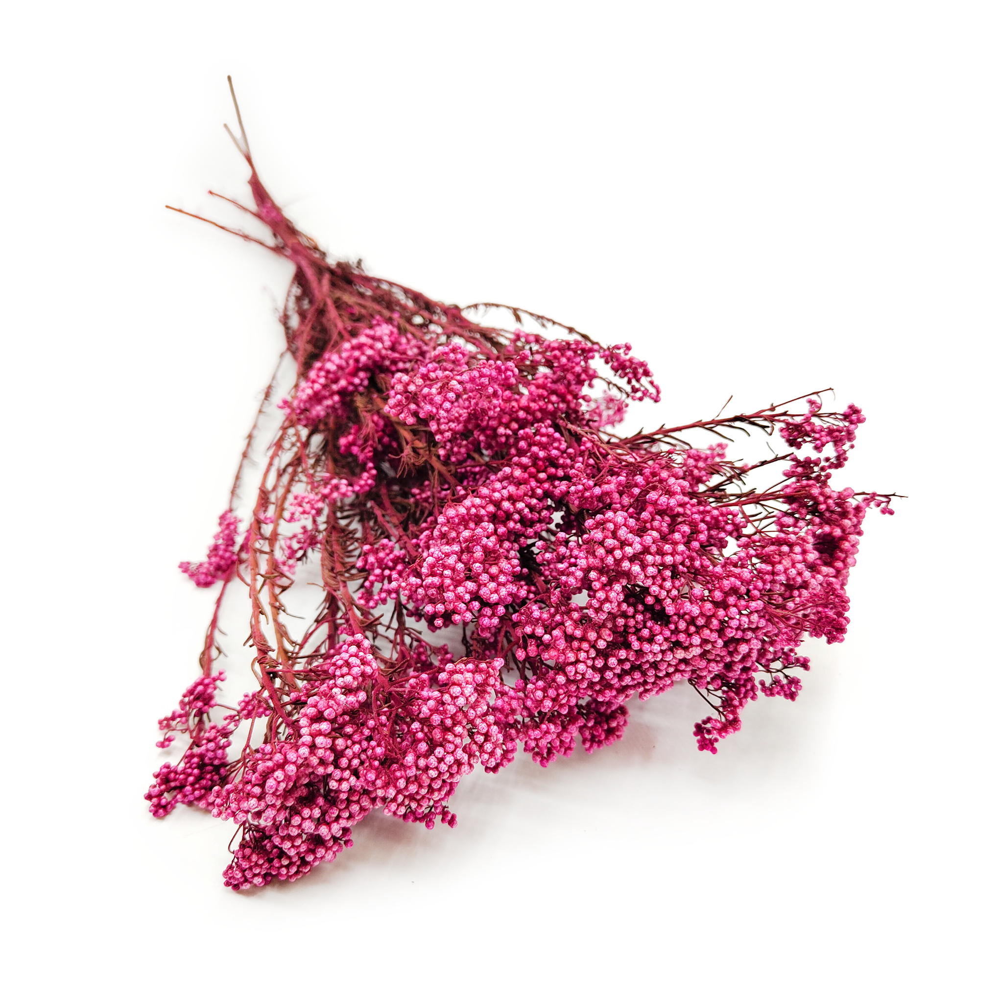 Stabilisiertes Ozothamnus - (Diosmi) -  Rosa