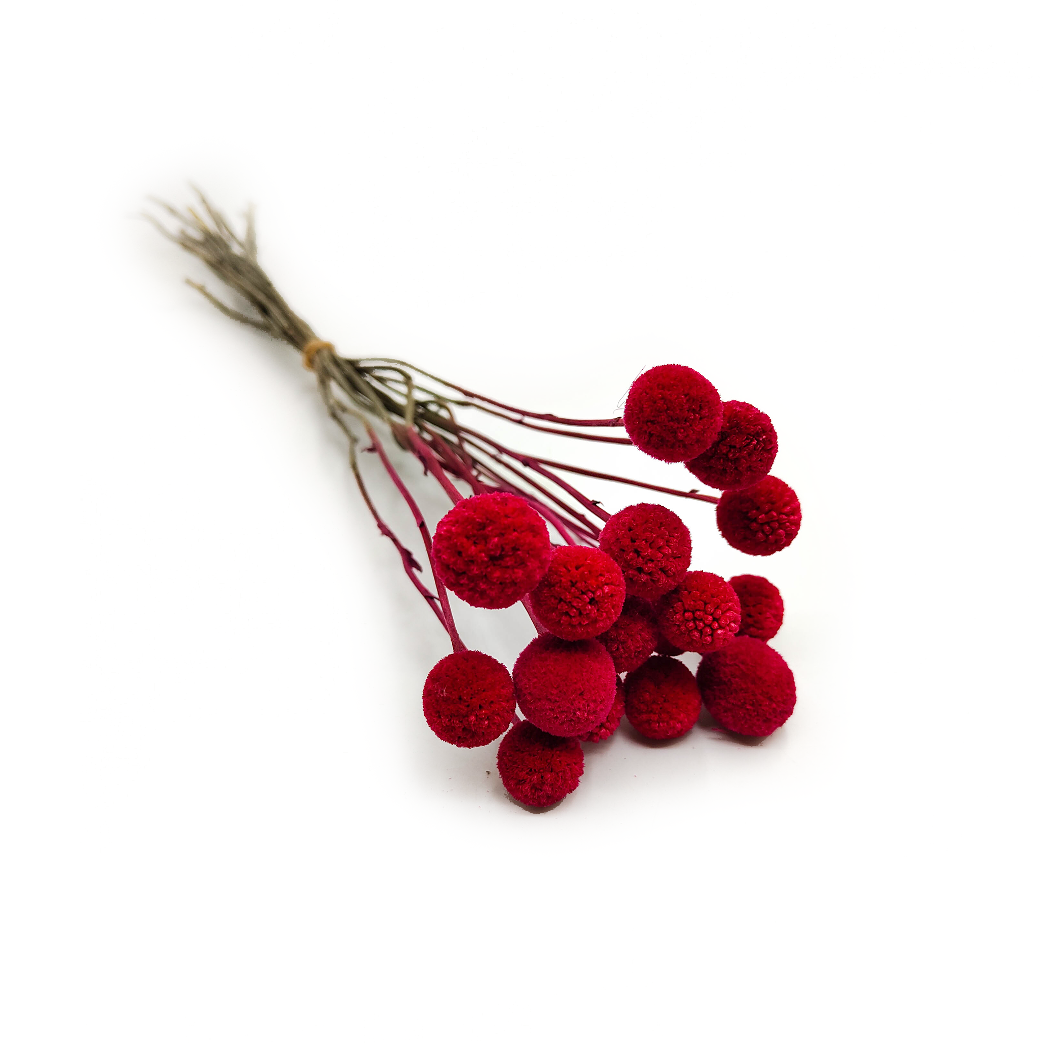 Getrocknete Craspedia (Craspedia) - Rot - Bouquet mit 16 Stück