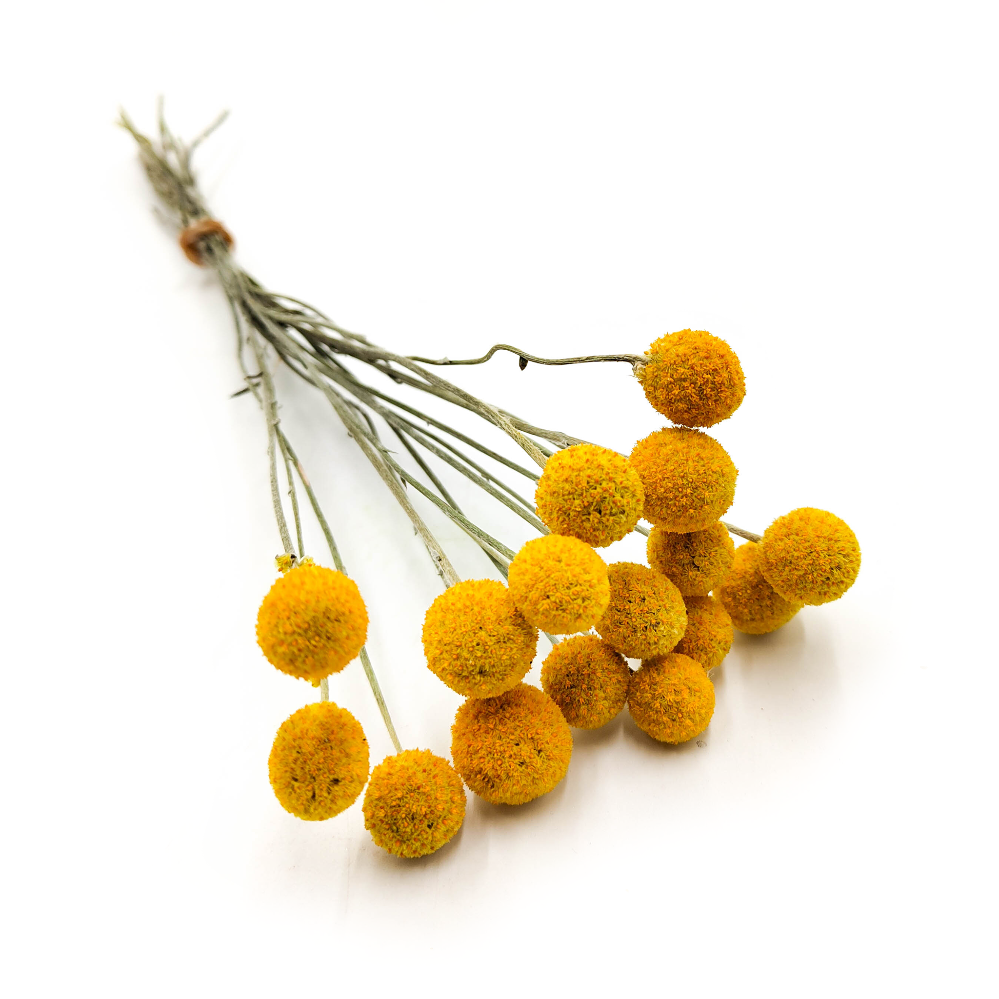 Getrocknete Craspedia (Craspedia Natural) - Gelb - Bouquet mit 16 Stück
