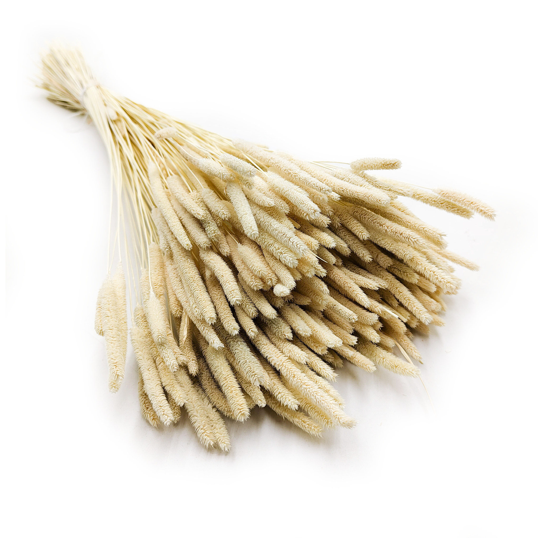 Getrocknetes Timothy-Gras - Gebleicht