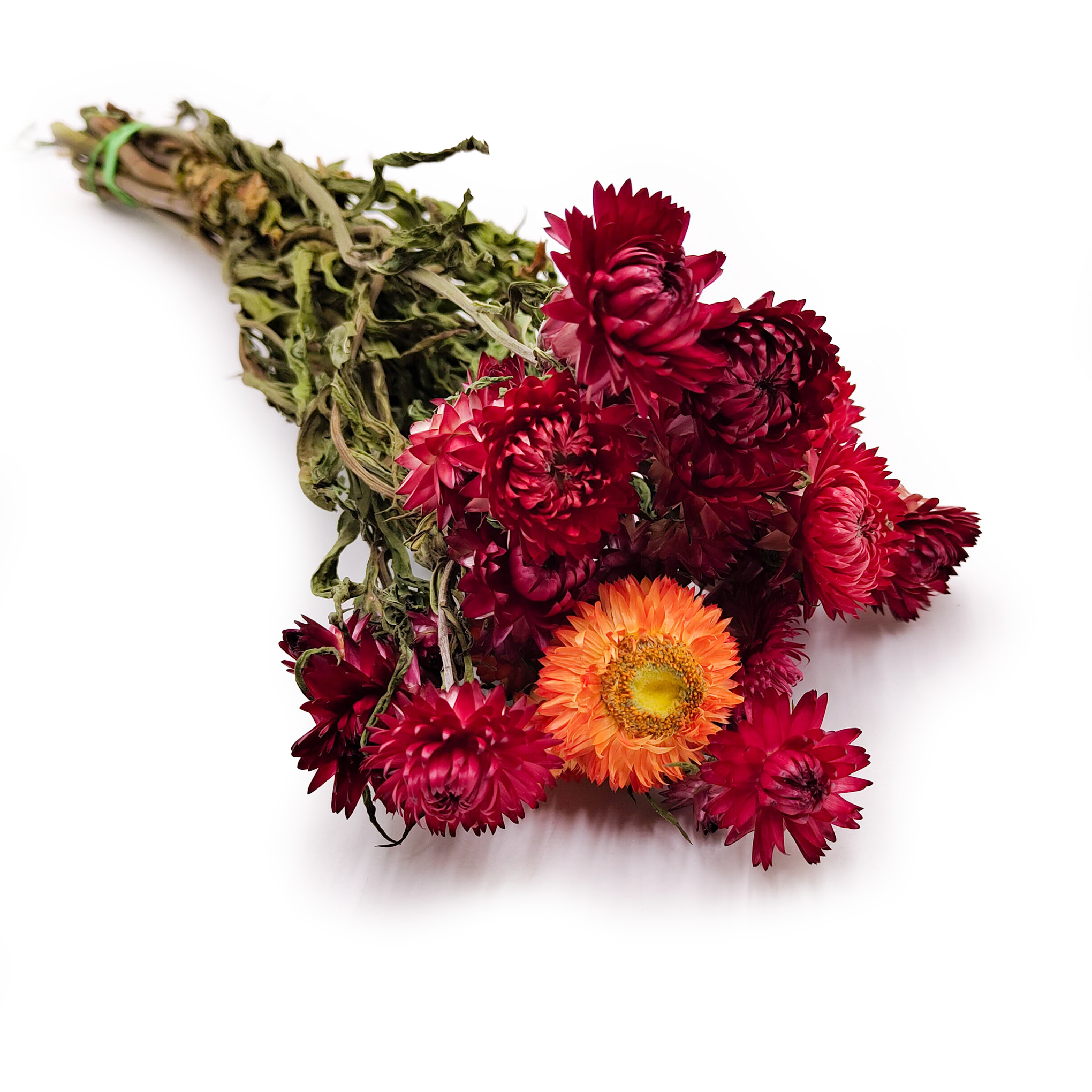 Immortelle Getrocknete - (Helichrysum Bacteatum) - Rot