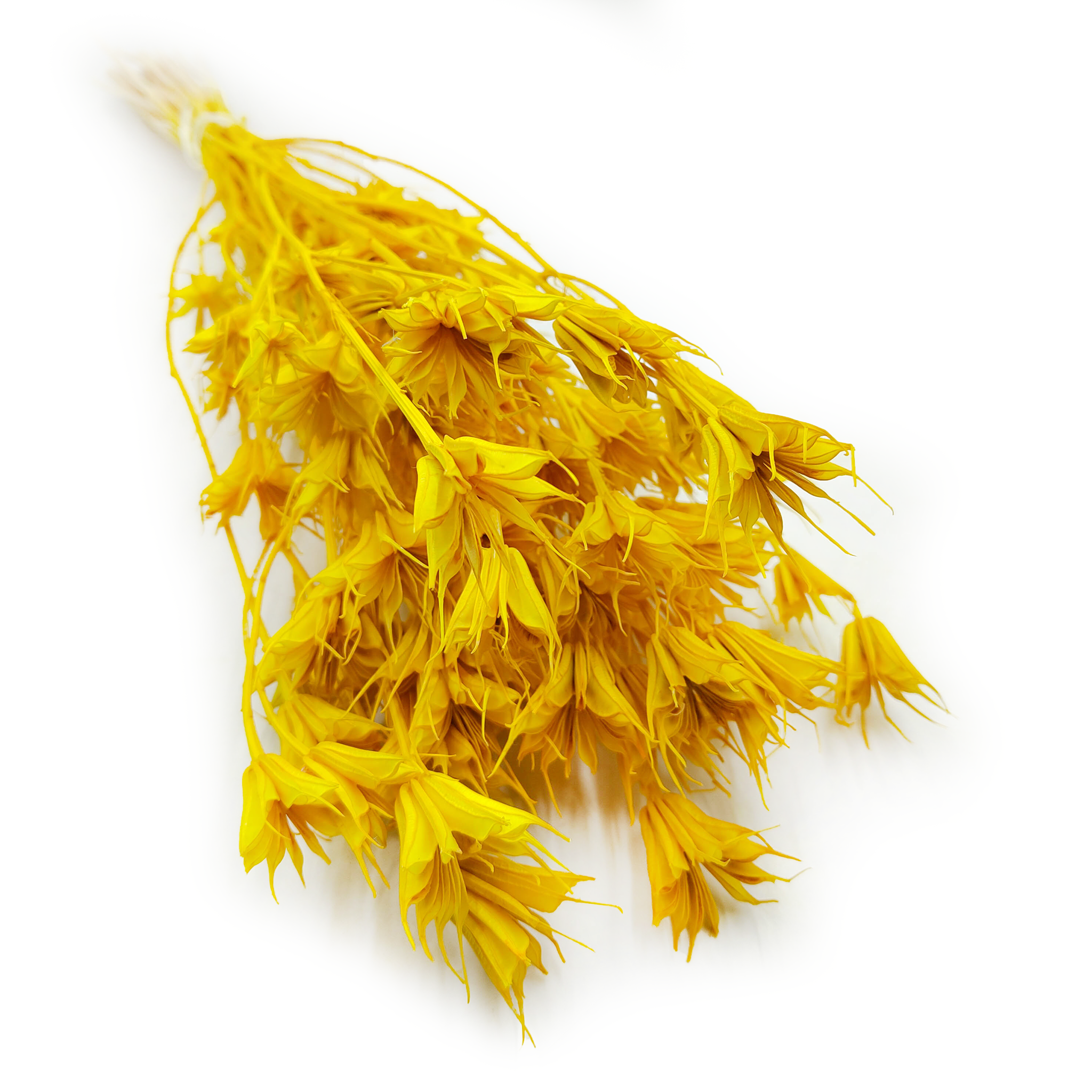 Orientalische Schwarzkümmelblume Getrocknete - (Nigella Orientalis) - Gelb