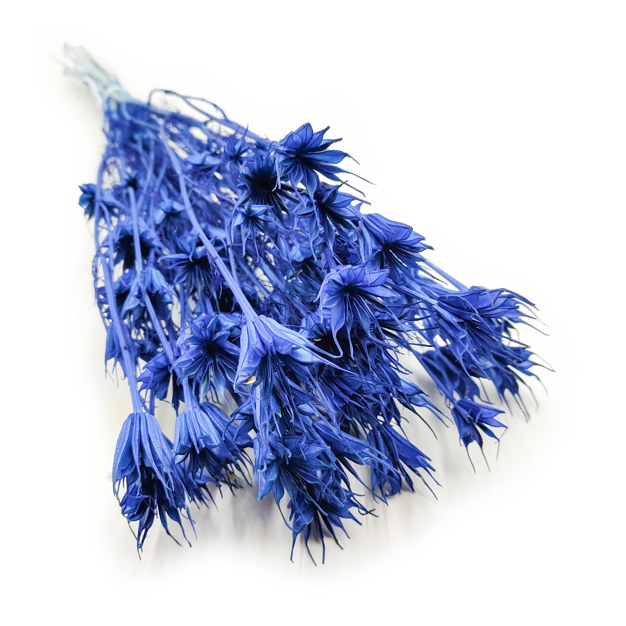 Orientalische Schwarzkümmelblume Getrocknete - (Nigella Orientalis) - Blau