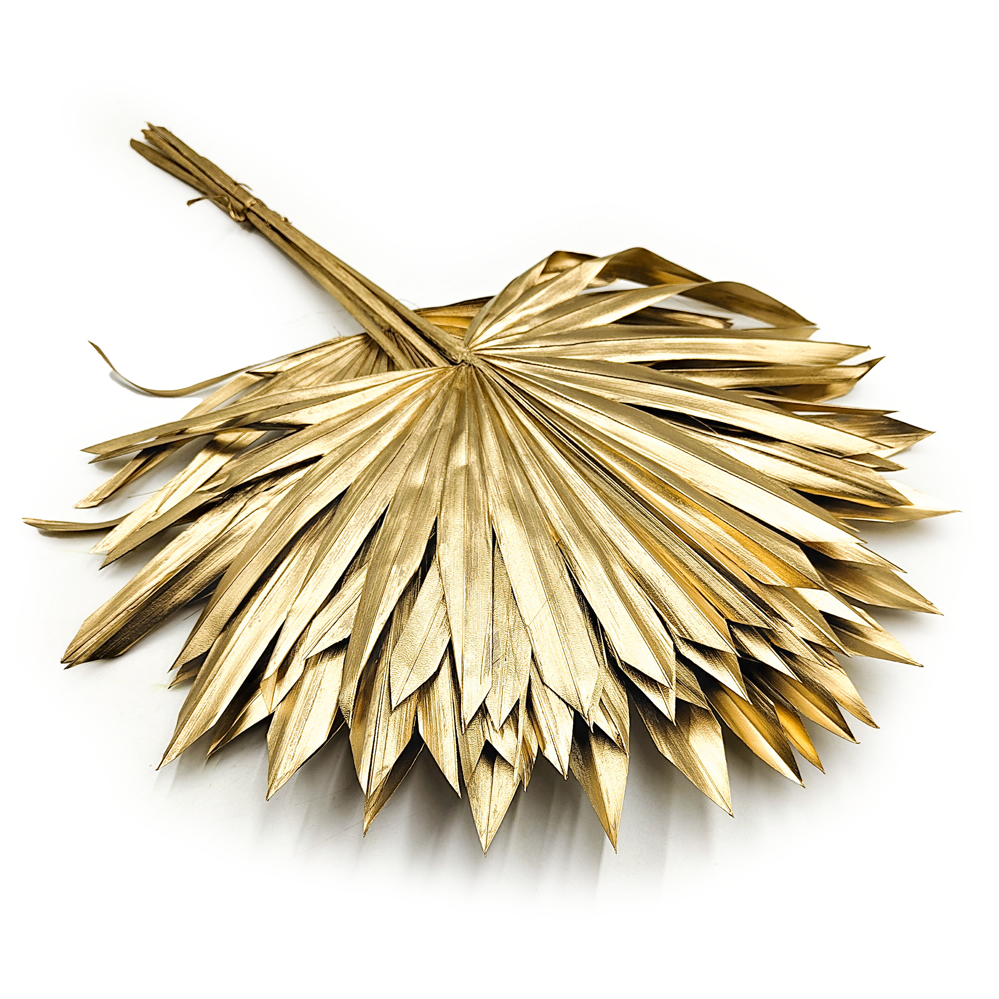 Palmsonne Getrocknete - (Palm Sun) - Gold