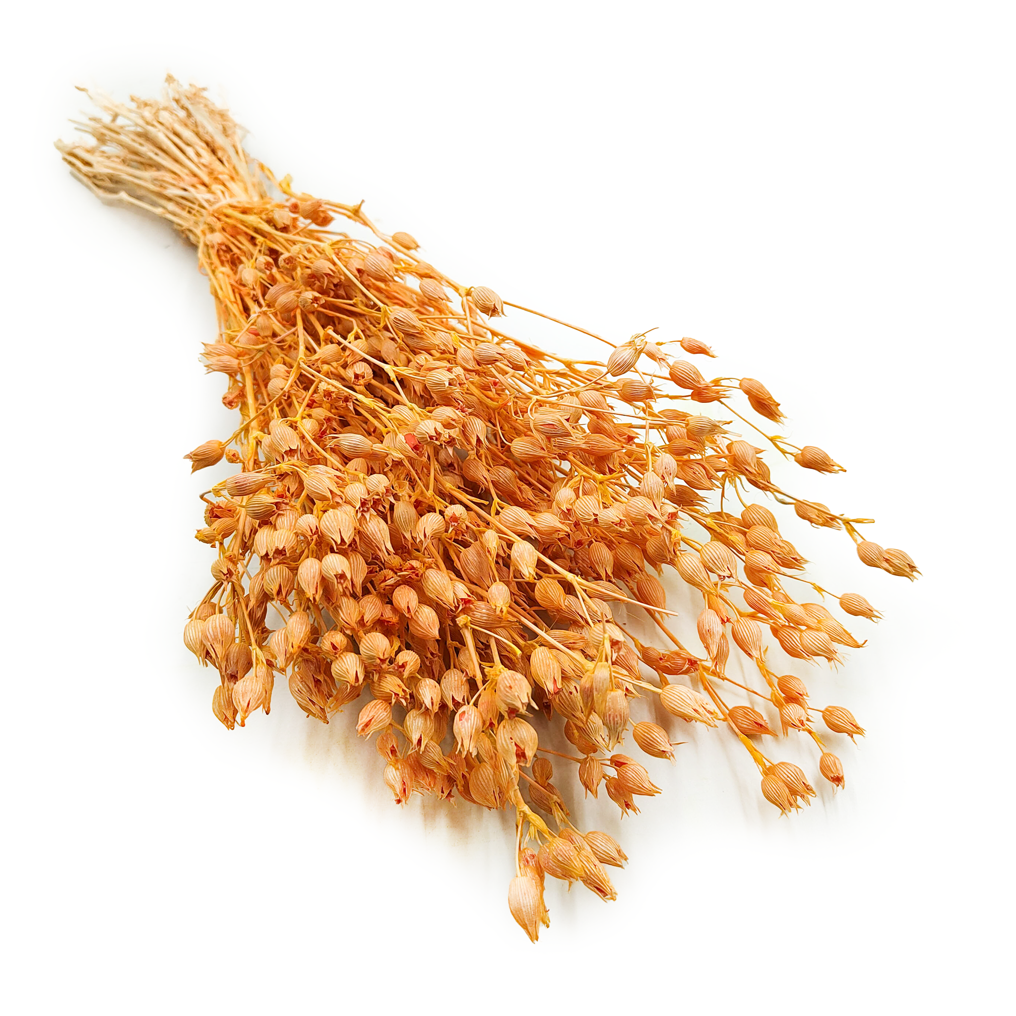 Aufgeblasenes Leimkraut - (Silene) - Pfirsich