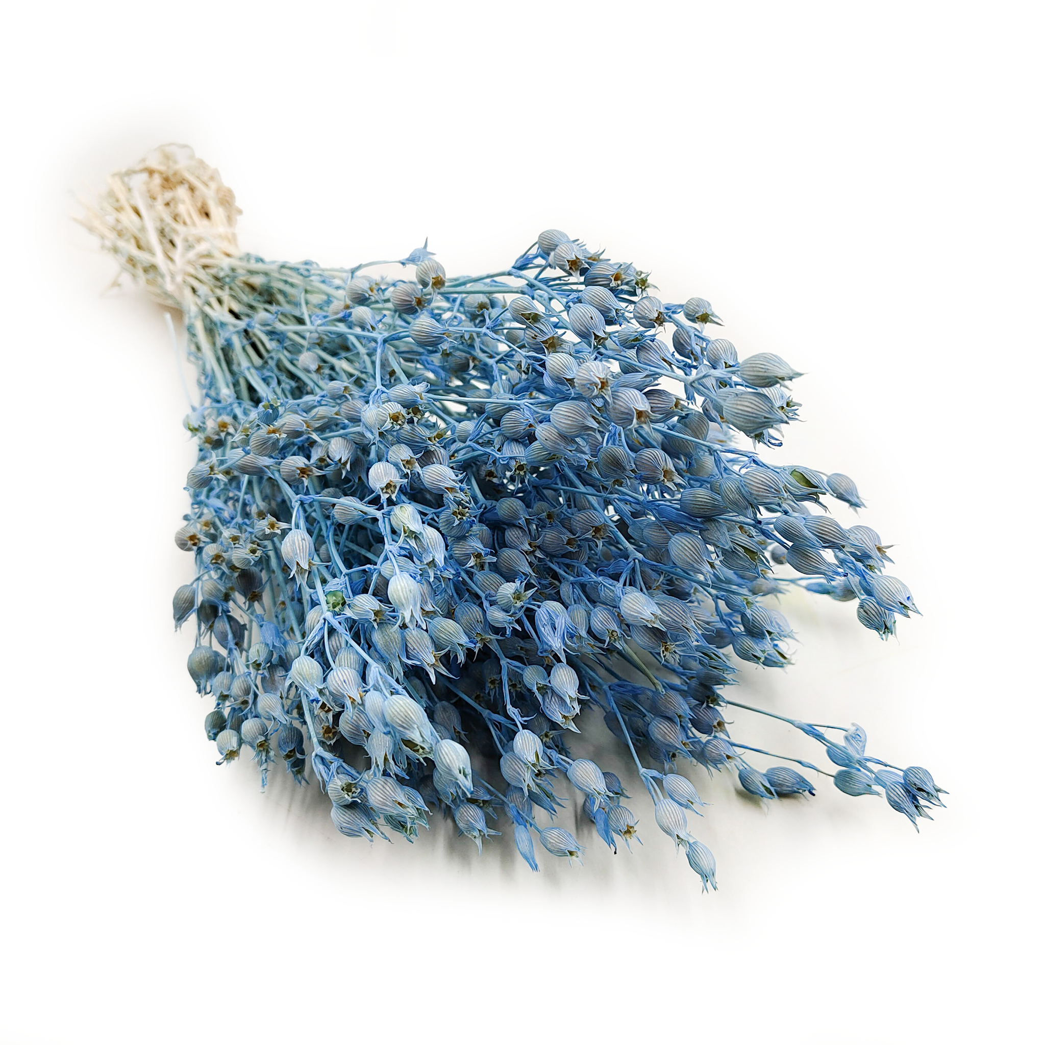 Aufgeblasenes Leimkraut - (Silene) -Helblau