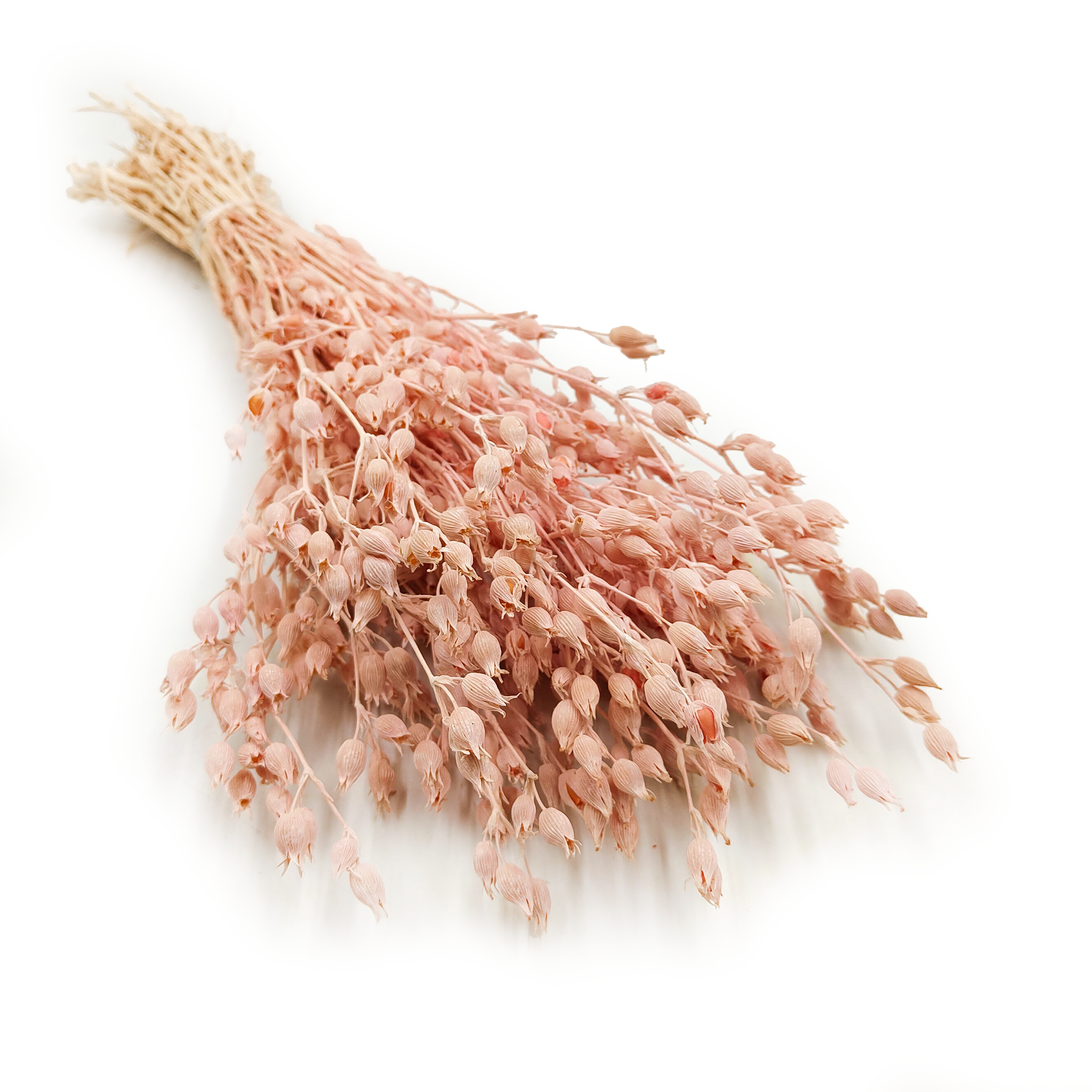 Aufgeblasenes Leimkraut - (Silene) - Rosa
