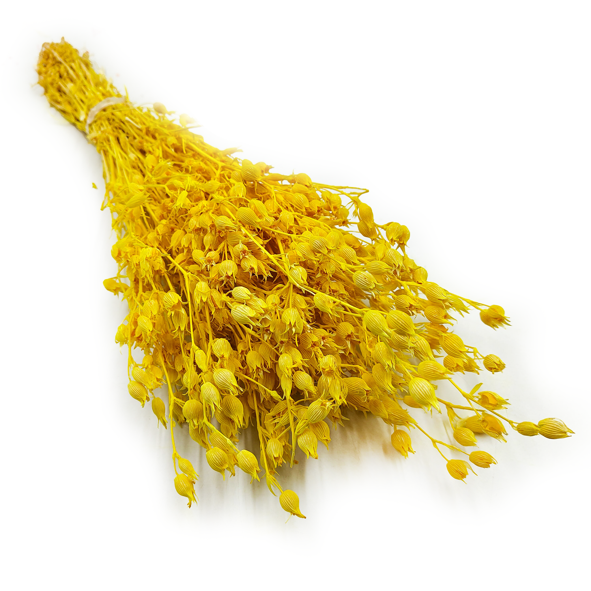 Aufgeblasenes Leimkraut - (Silene) - Gelb