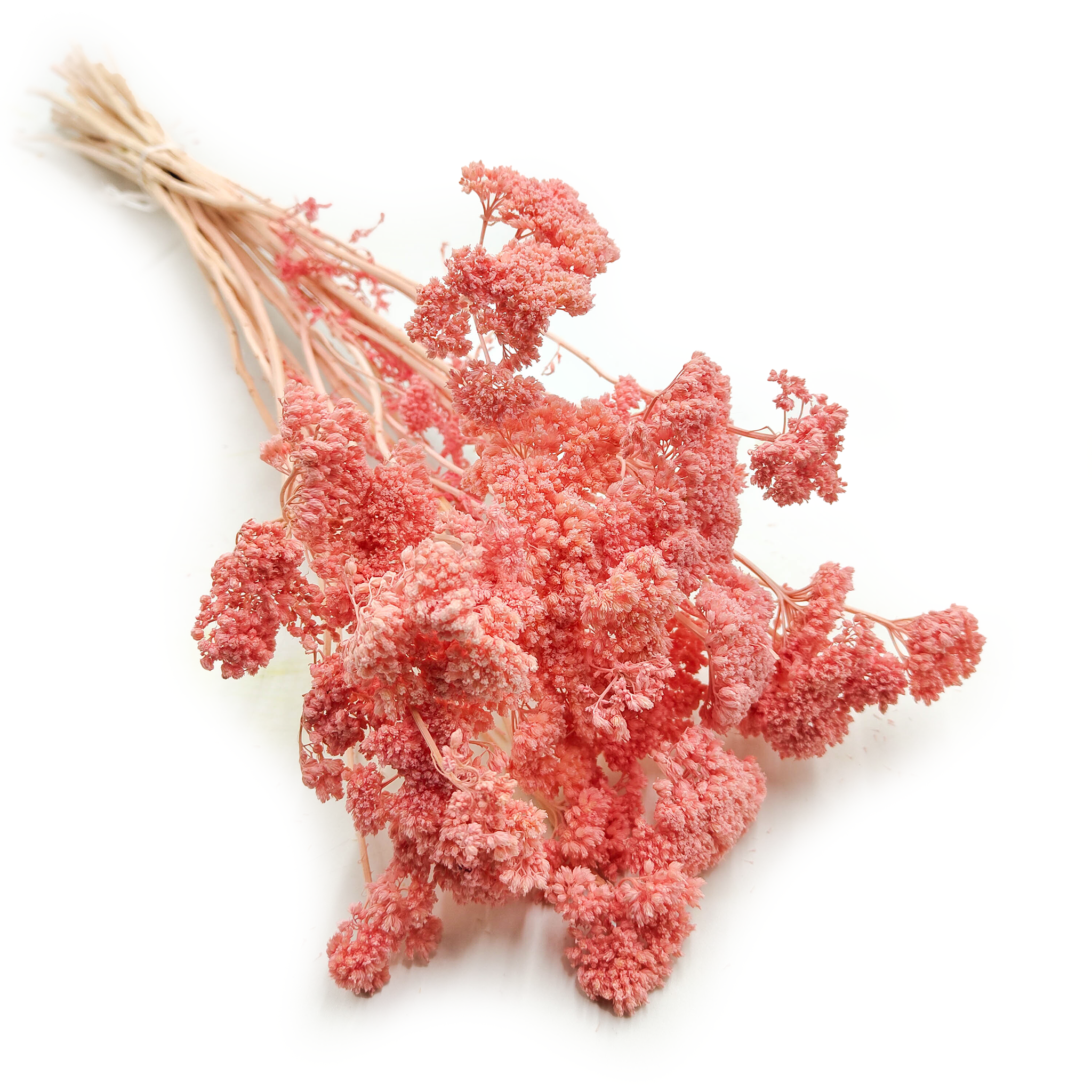Schafgarbe Getrocknete - (Achillea) - Rosa