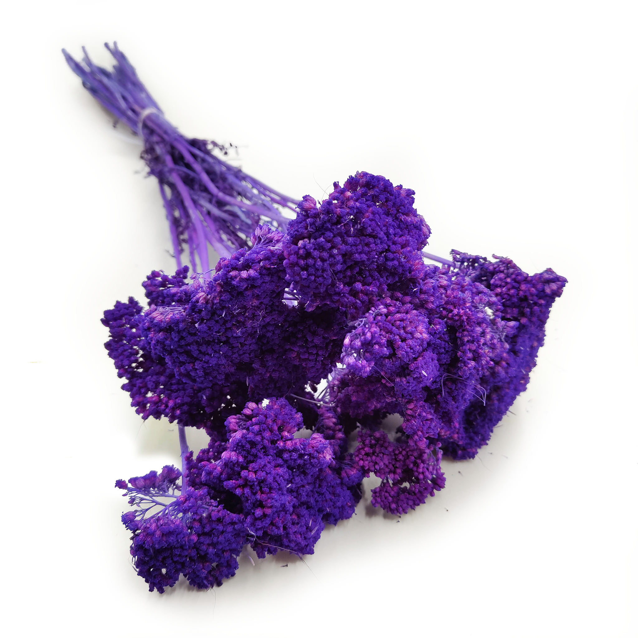 Schafgarbe Getrocknete - (Achillea) - Lila