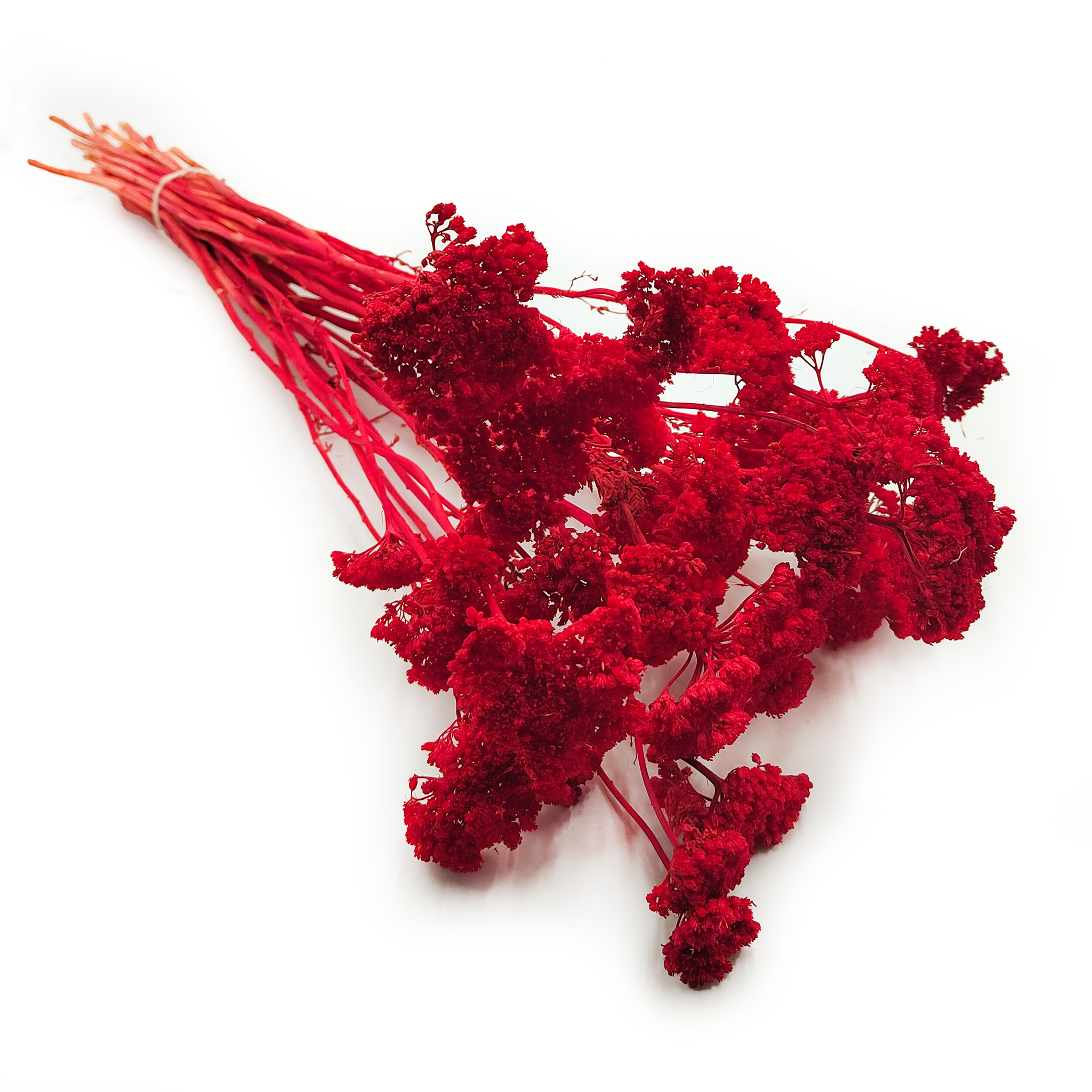 Schafgarbe Getrocknete - (Achillea) - Rot