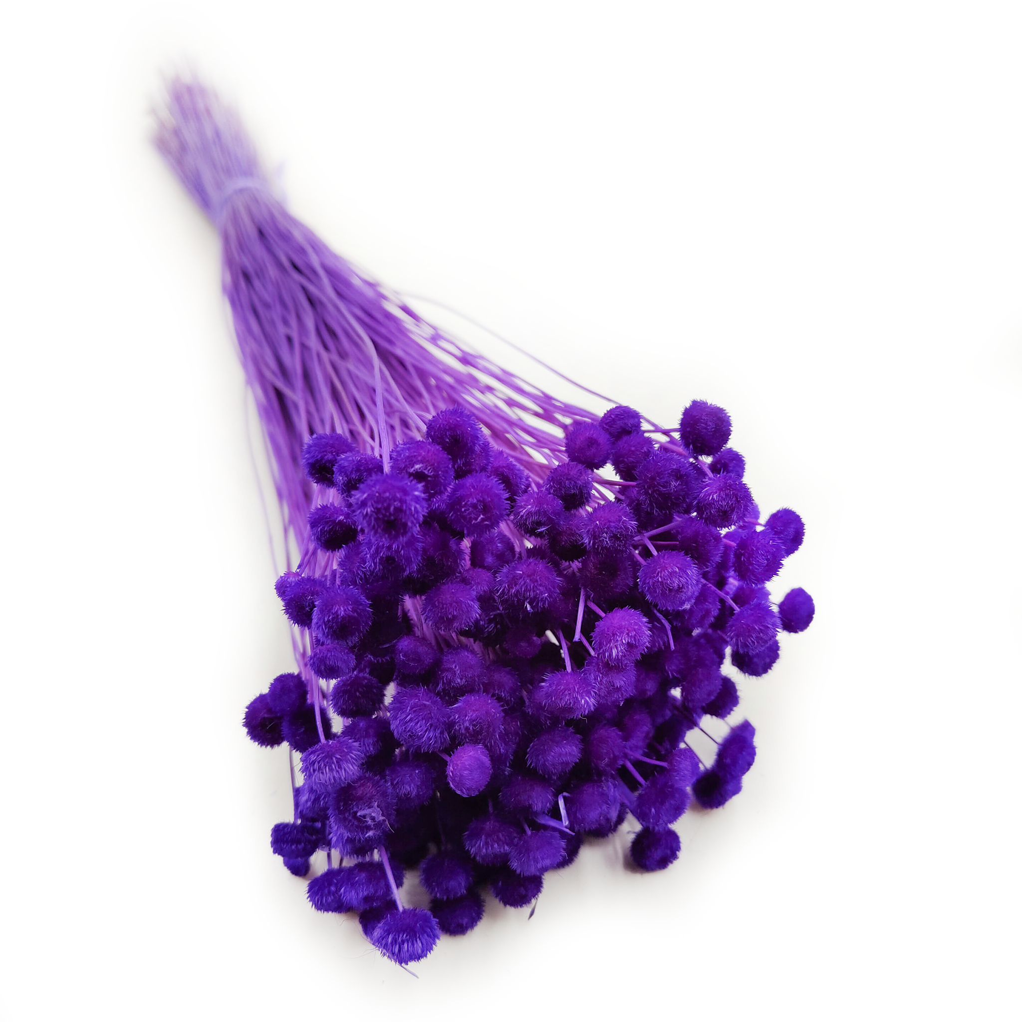 Botao Amarelino - (Amarelinho) - Königsviolett