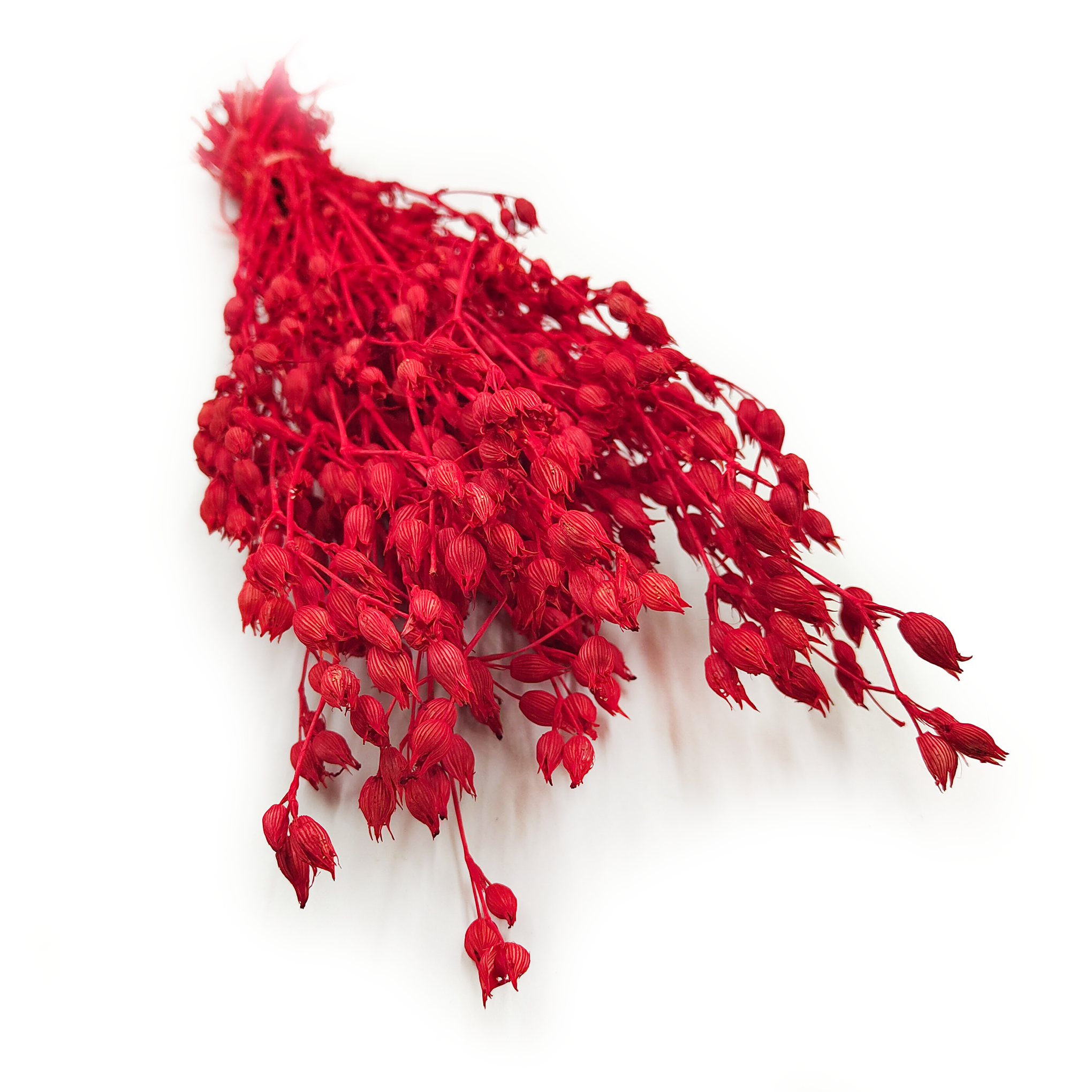 Aufgeblasenes Leimkraut - (Silene) - Rot
