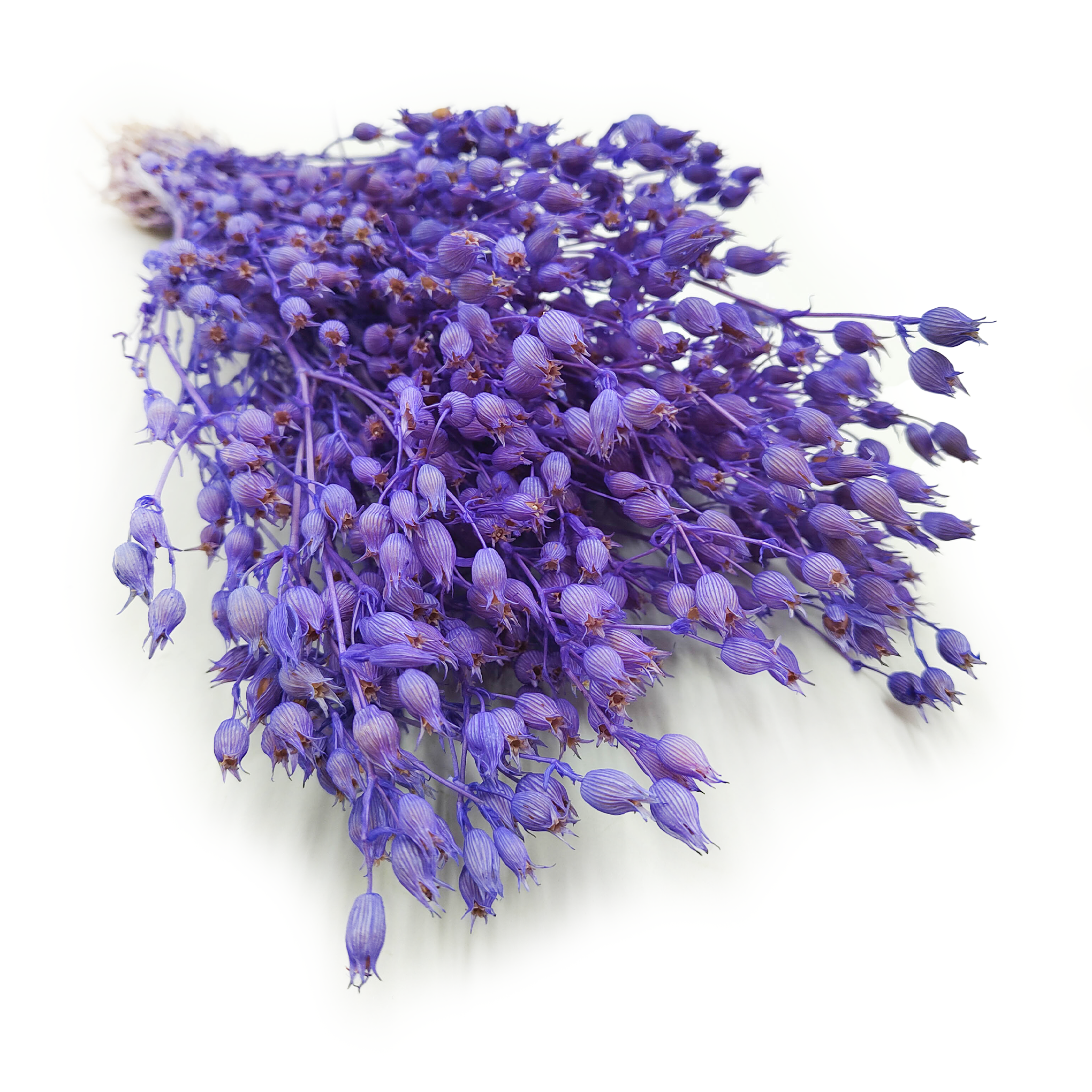Aufgeblasenes Leimkraut - (Silene) - Lavendel