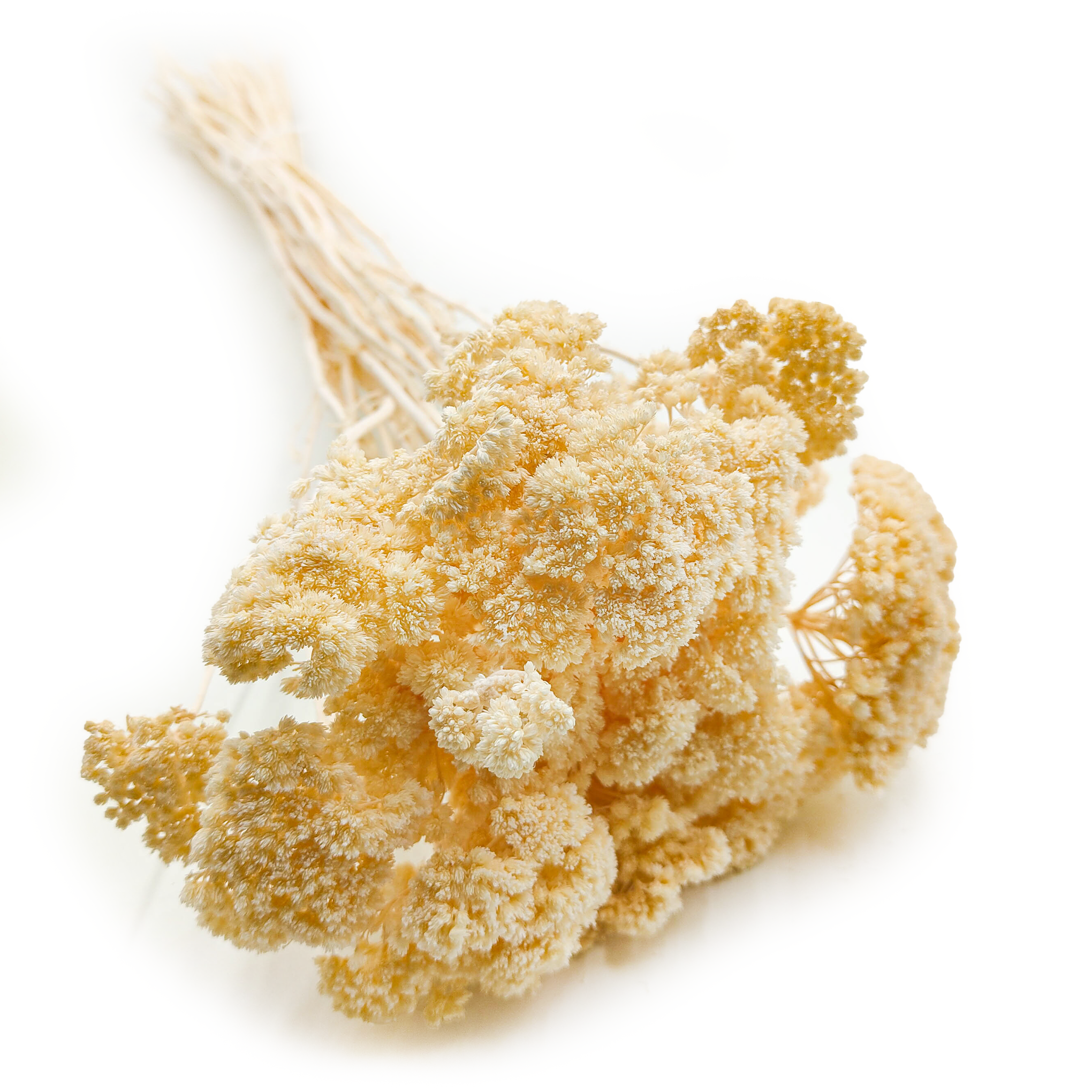 Getrocknete Schafgarbe (Achillea) – Gebleicht