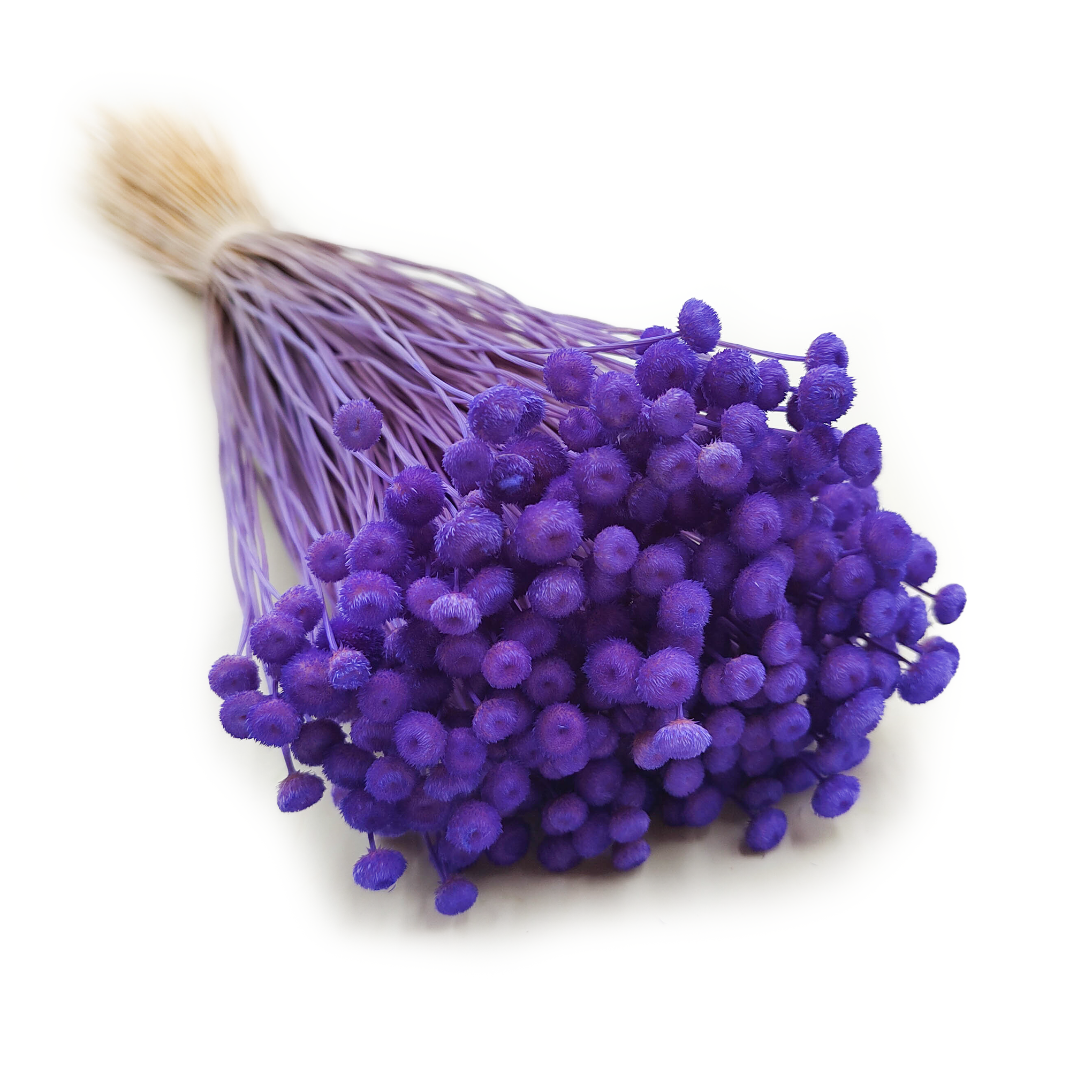 Botao Amarelino Getrocknete - (Amarelinho) - Kornblumenviolett
