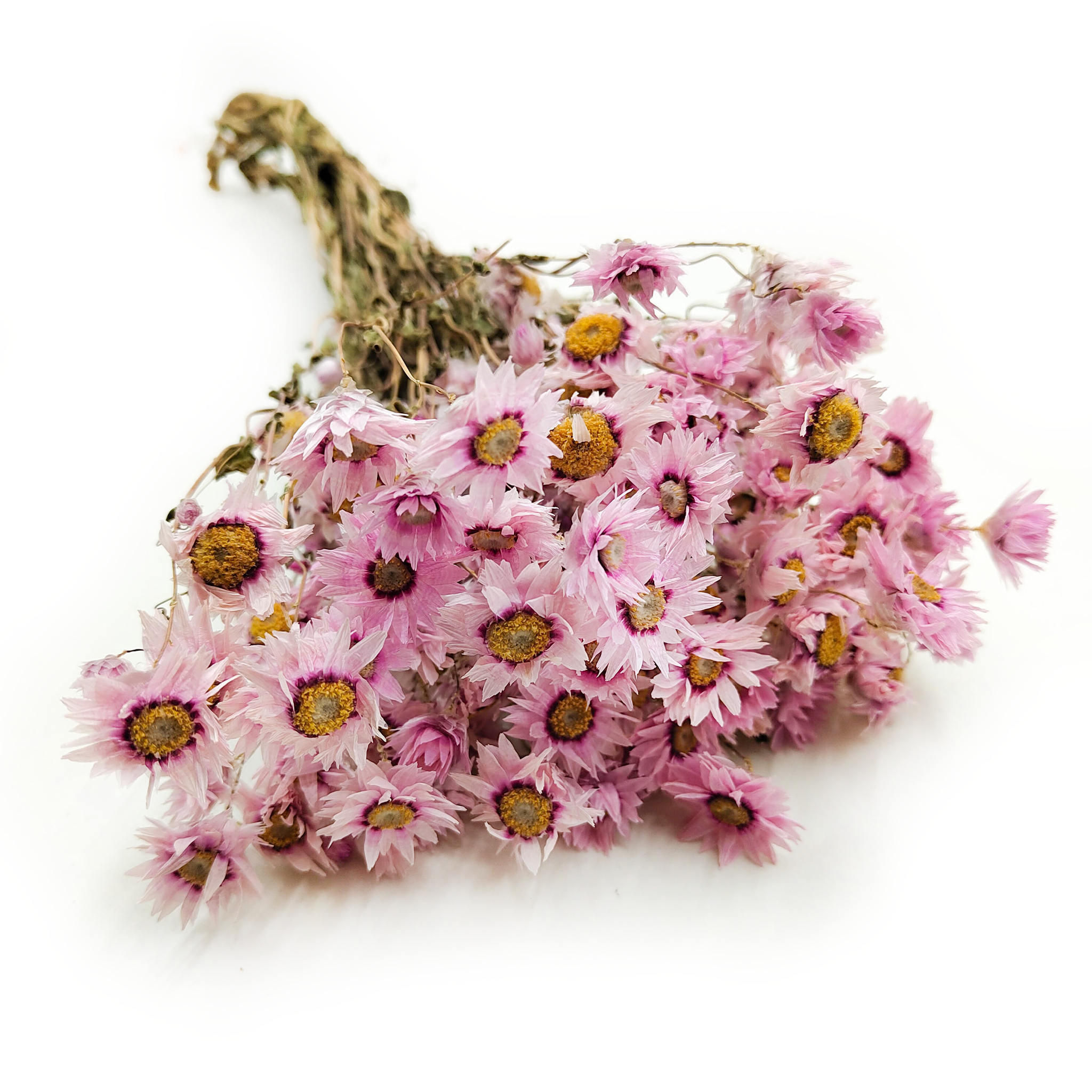 Getrocknete Mangles' Rhodanthe – Strohblume – (Rhodanthe) – Rosa