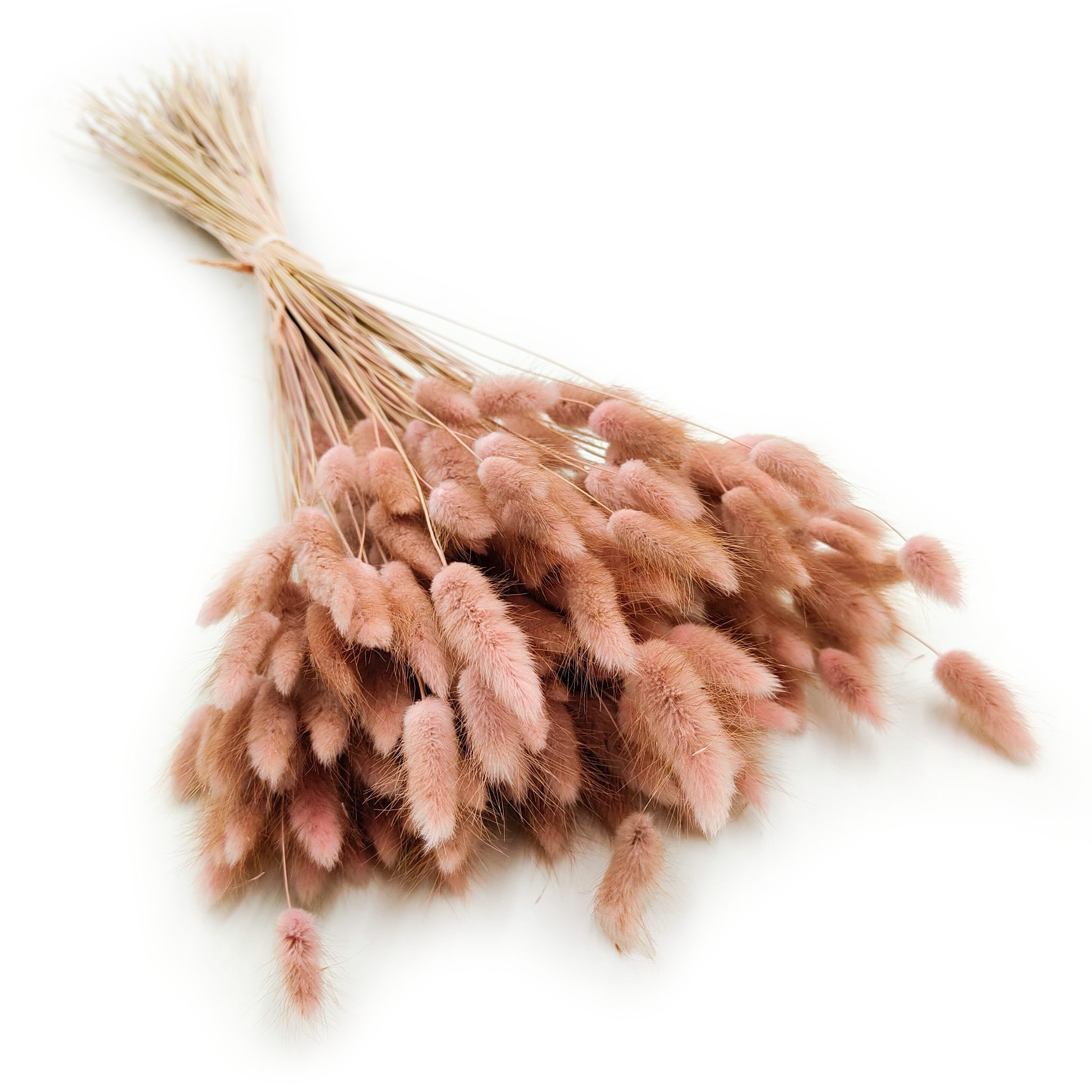 Getrocknete Hasenschwanzgras - (Lagurus) - Altrosa