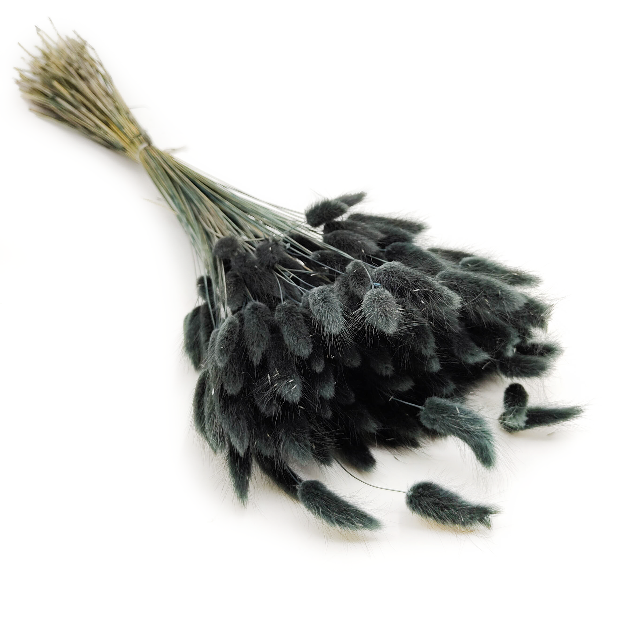Getrocknete Hasenschwanzgras - (Lagurus) - Schwarz