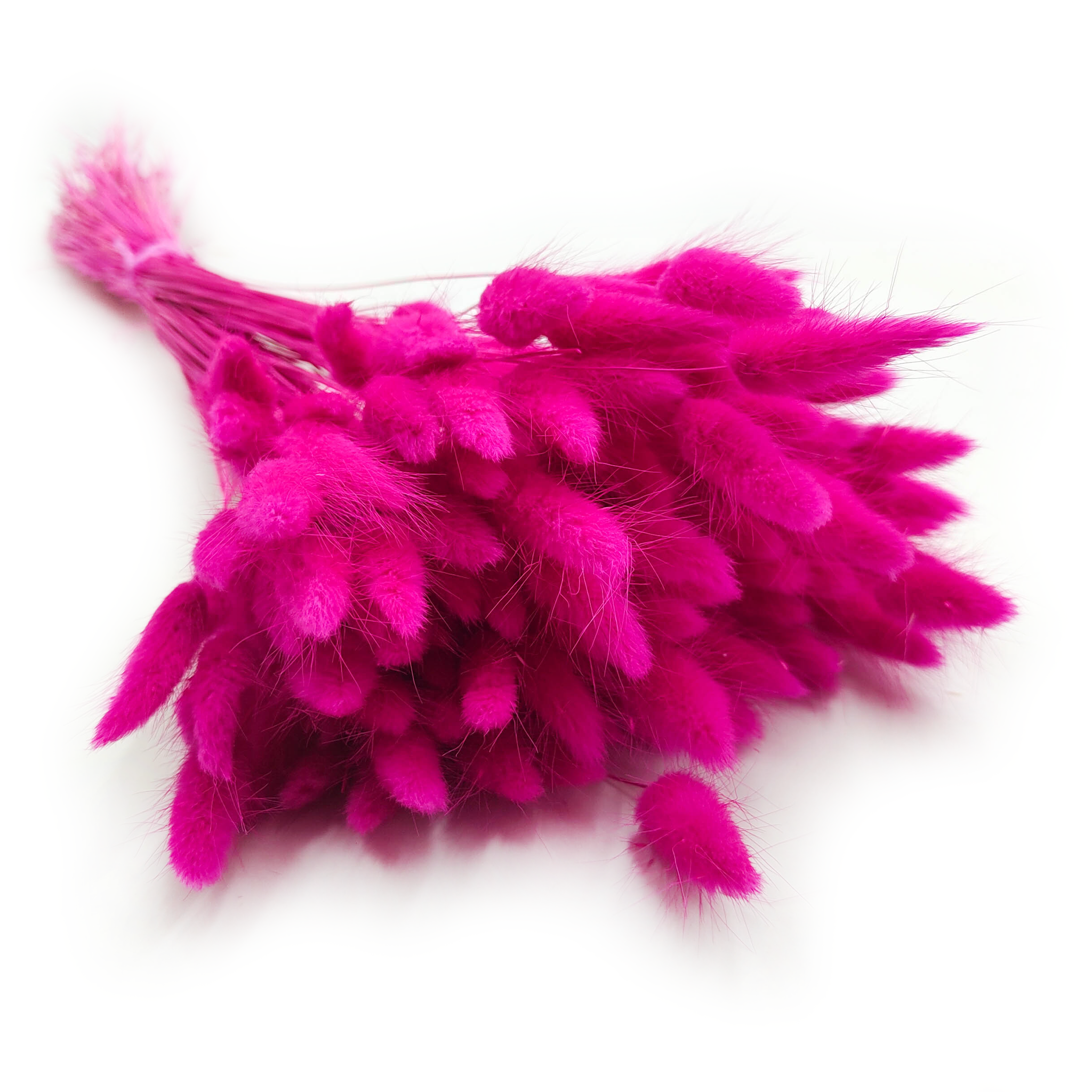 Getrocknete Hasenschwanzgras - (Lagurus) - Fuchsia