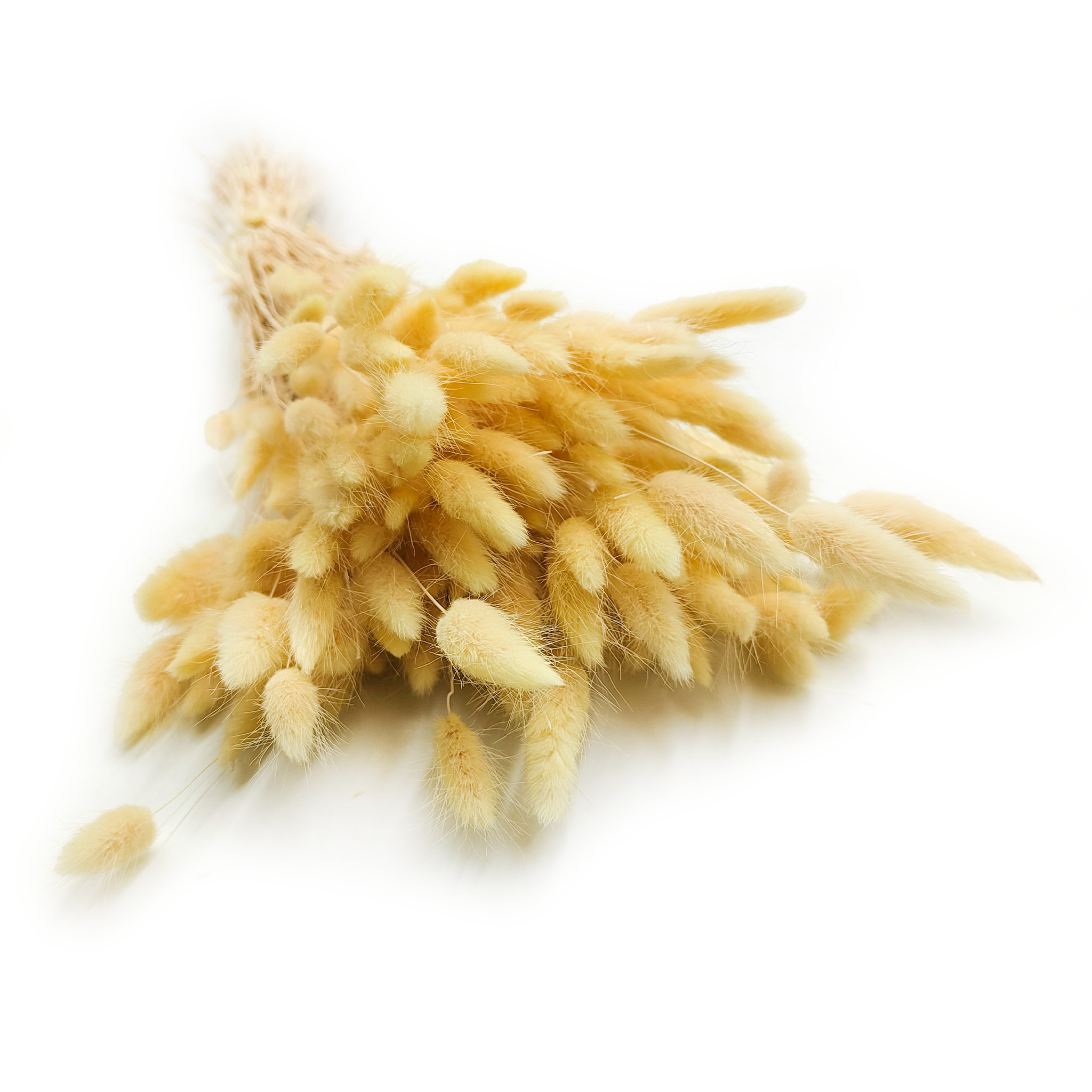 Getrocknete Hasenschwanzgras - (Lagurus) - Creme