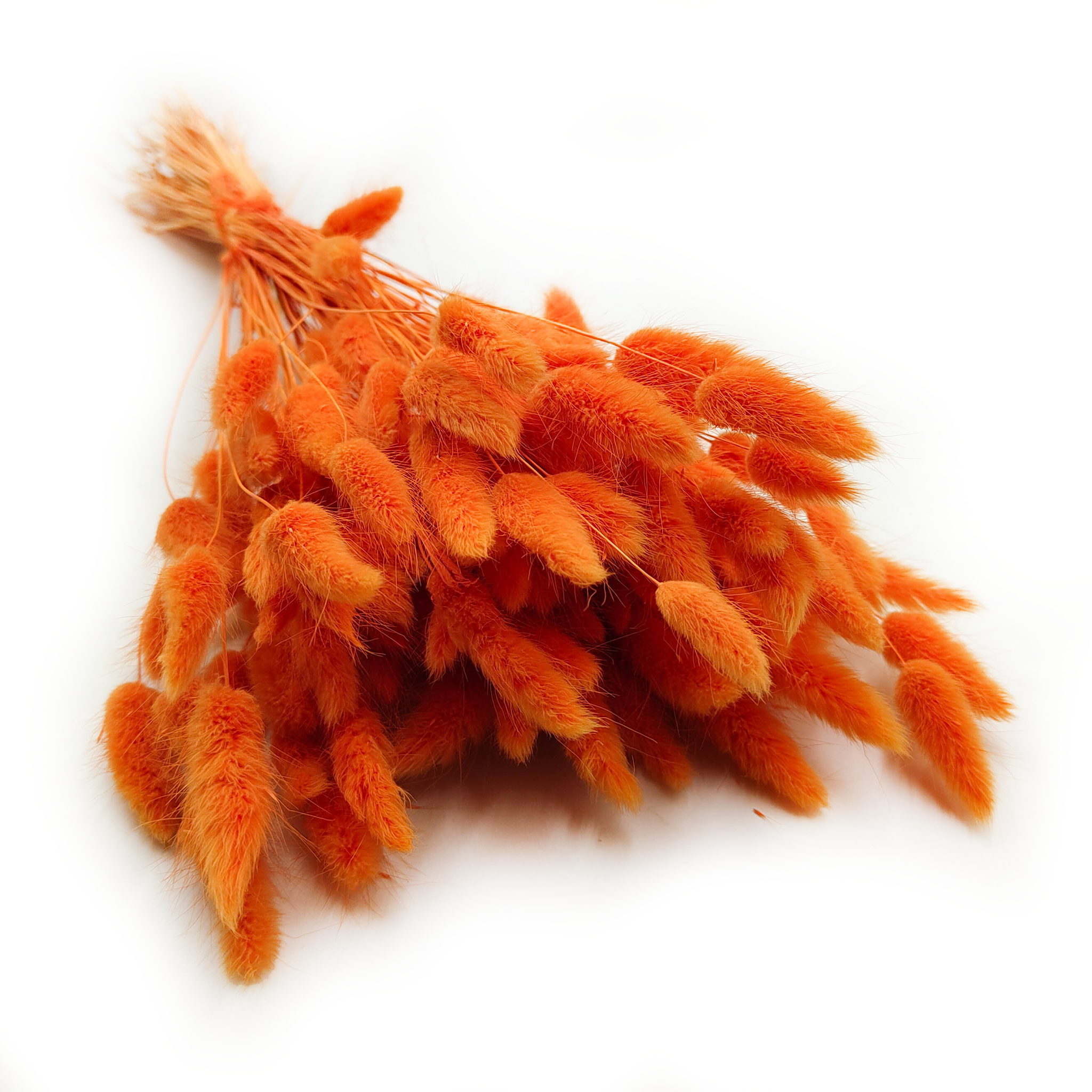 Getrocknete Hasenschwanzgras - (Lagurus) - Mandarine