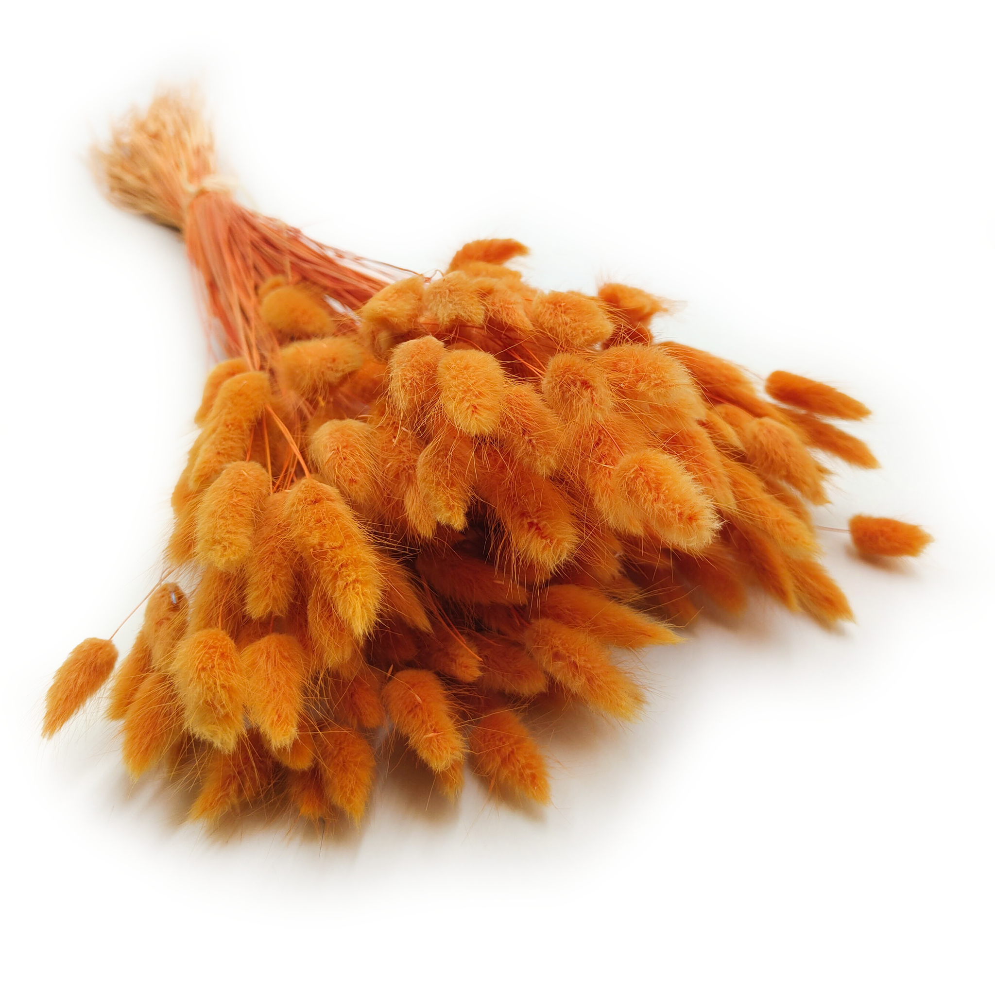 Getrocknete Hasenschwanzgras - (Lagurus) - Orange