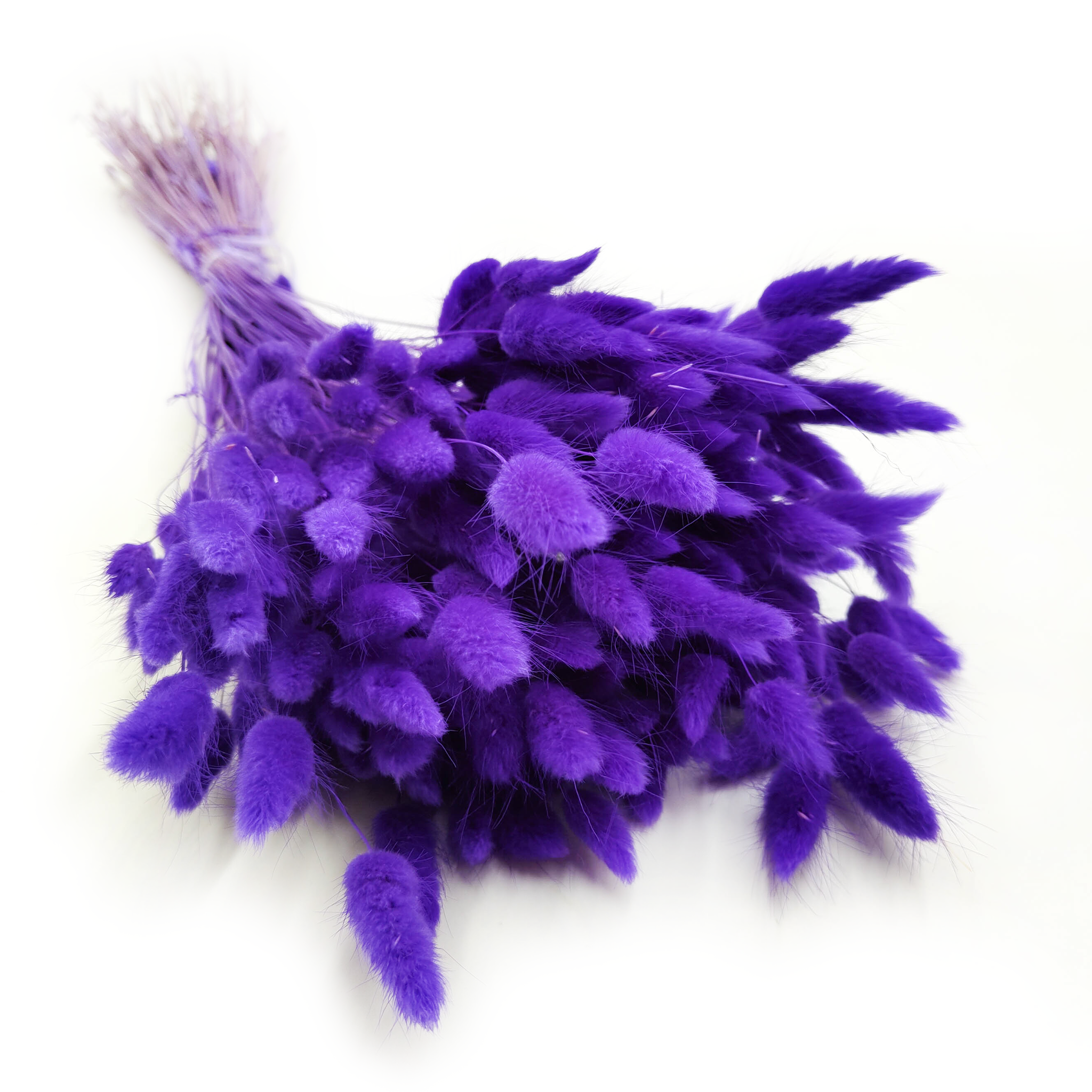 Getrocknete Hasenschwanzgras - (Lagurus) - Ultra Violett