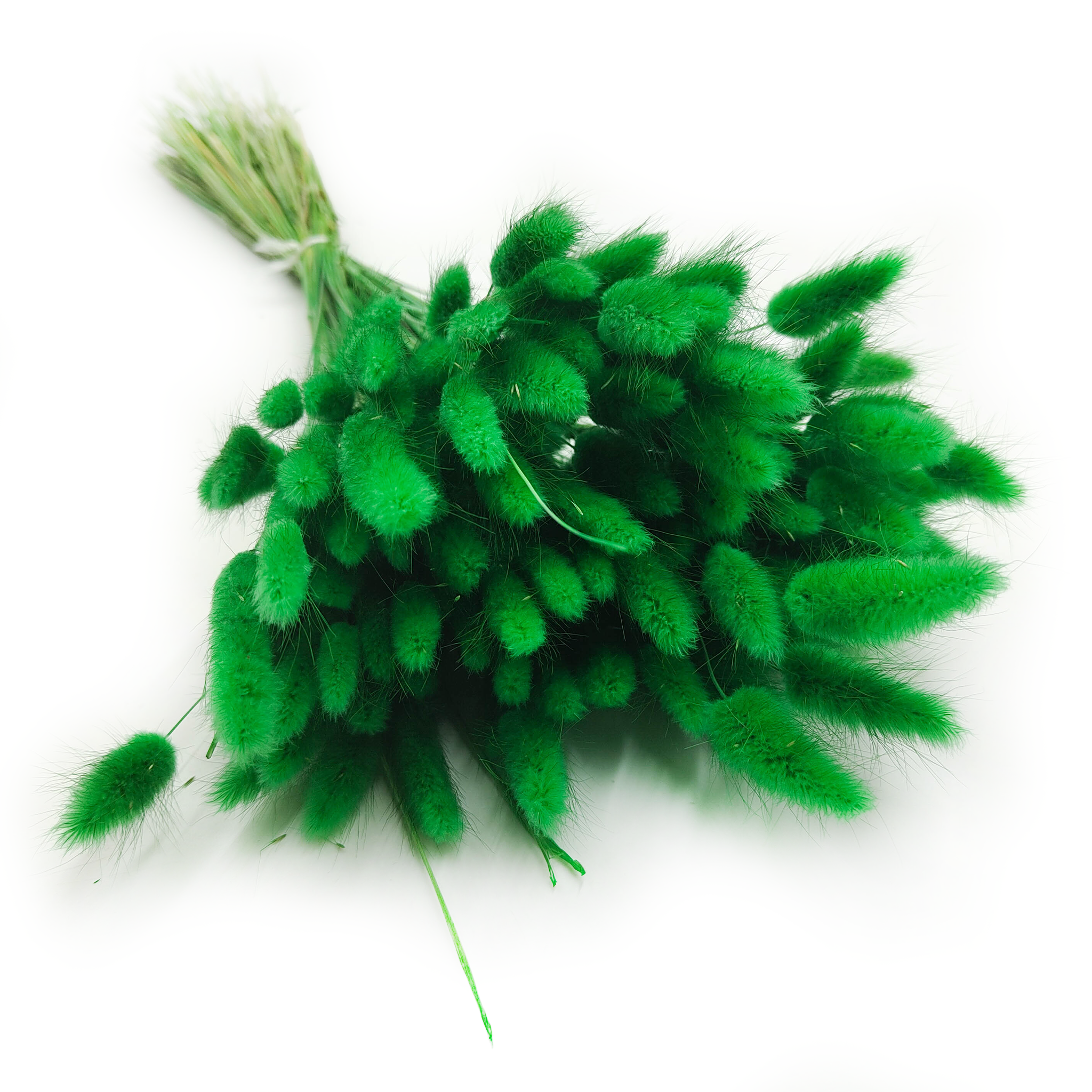 Getrocknete Hasenschwanzgras - (Lagurus) - Grün