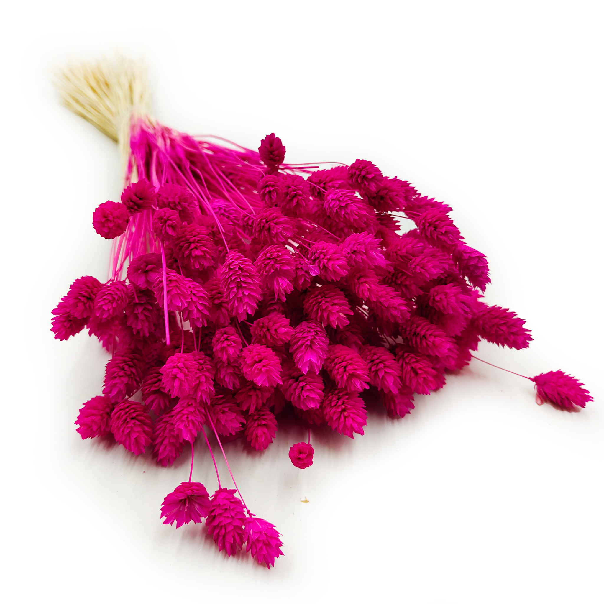Phalaris Getrocknete - Kanariengras - Amaranth