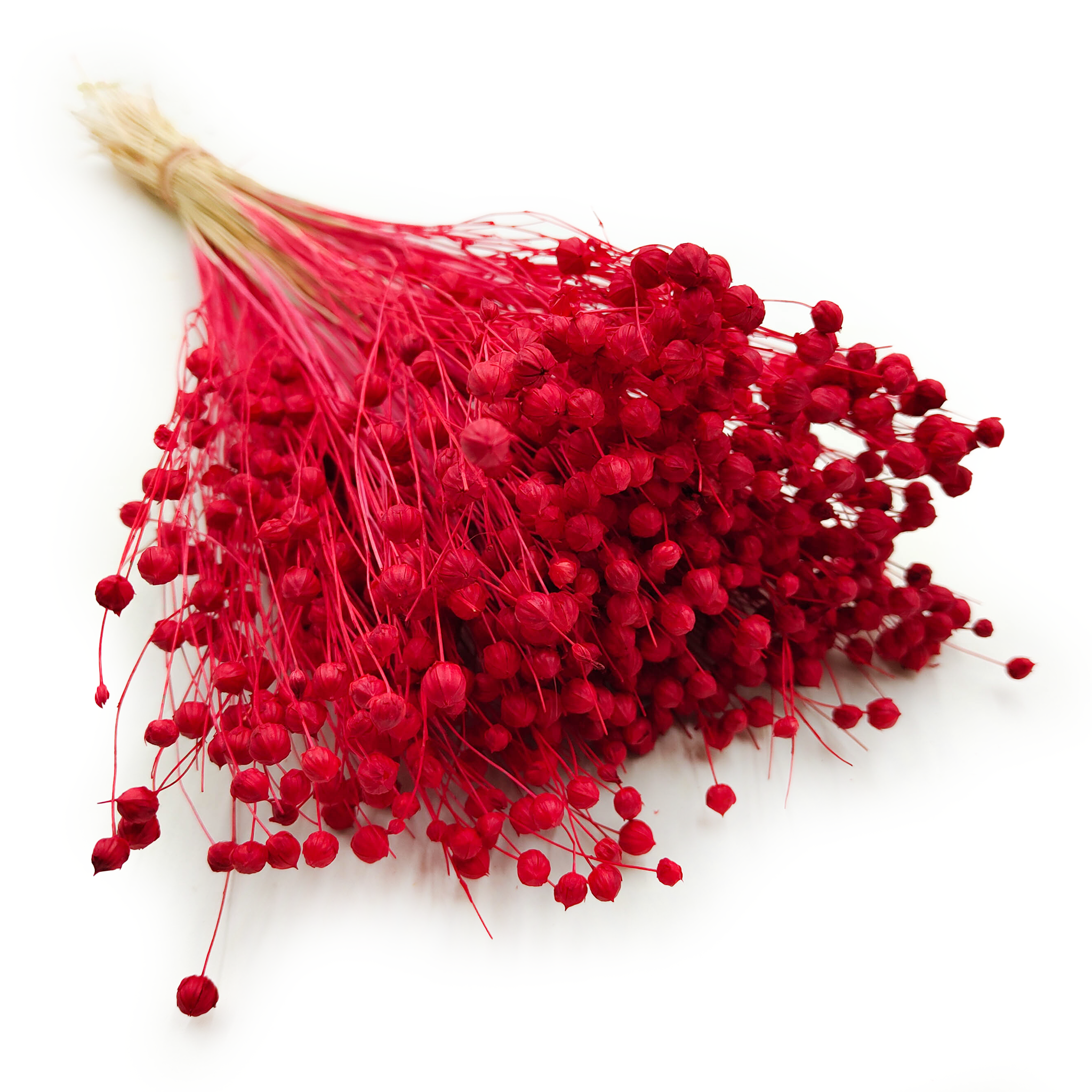 Flachs Getrocknete - (Leinen) - Rot