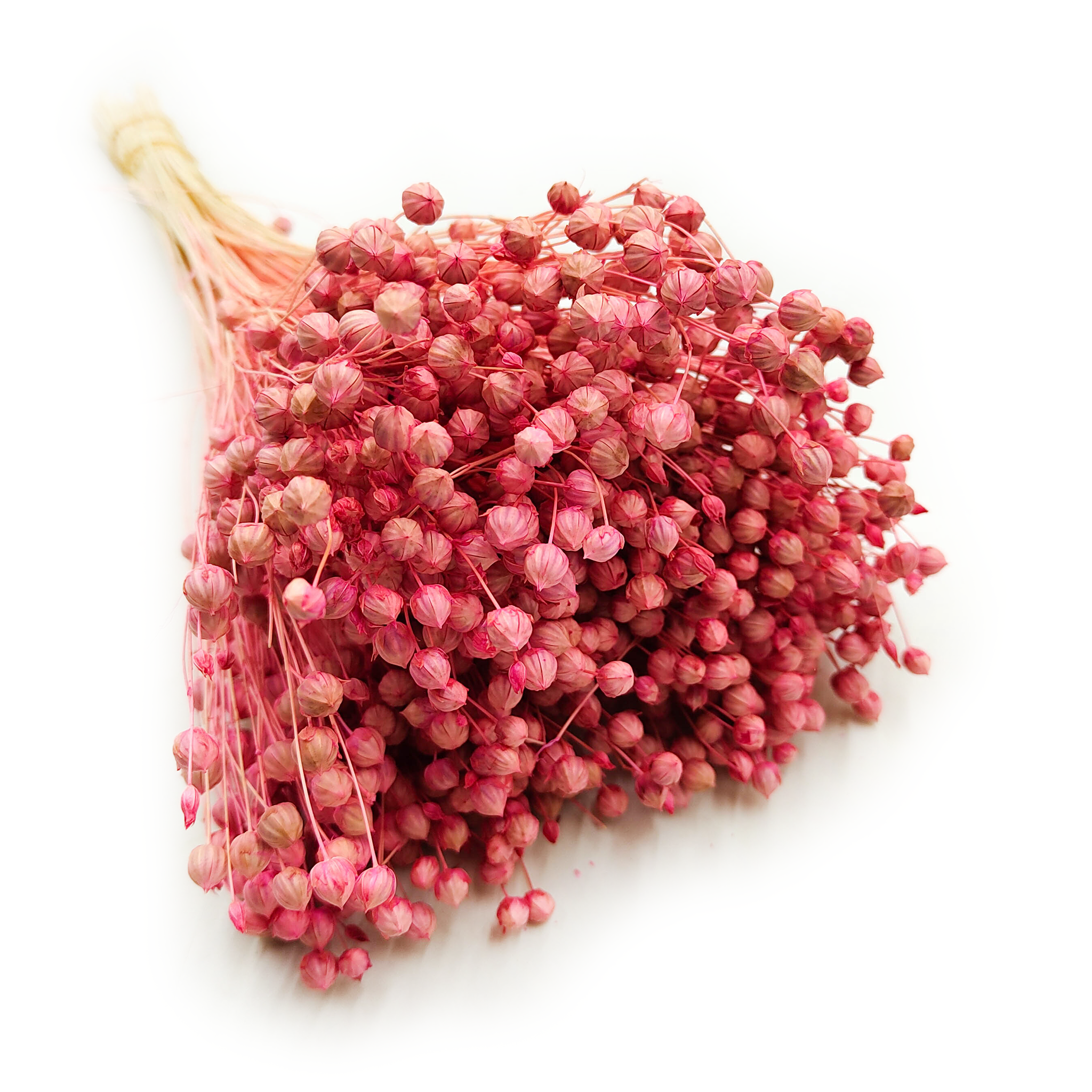 Flachs Getrocknete - (Leinen) - Rosa