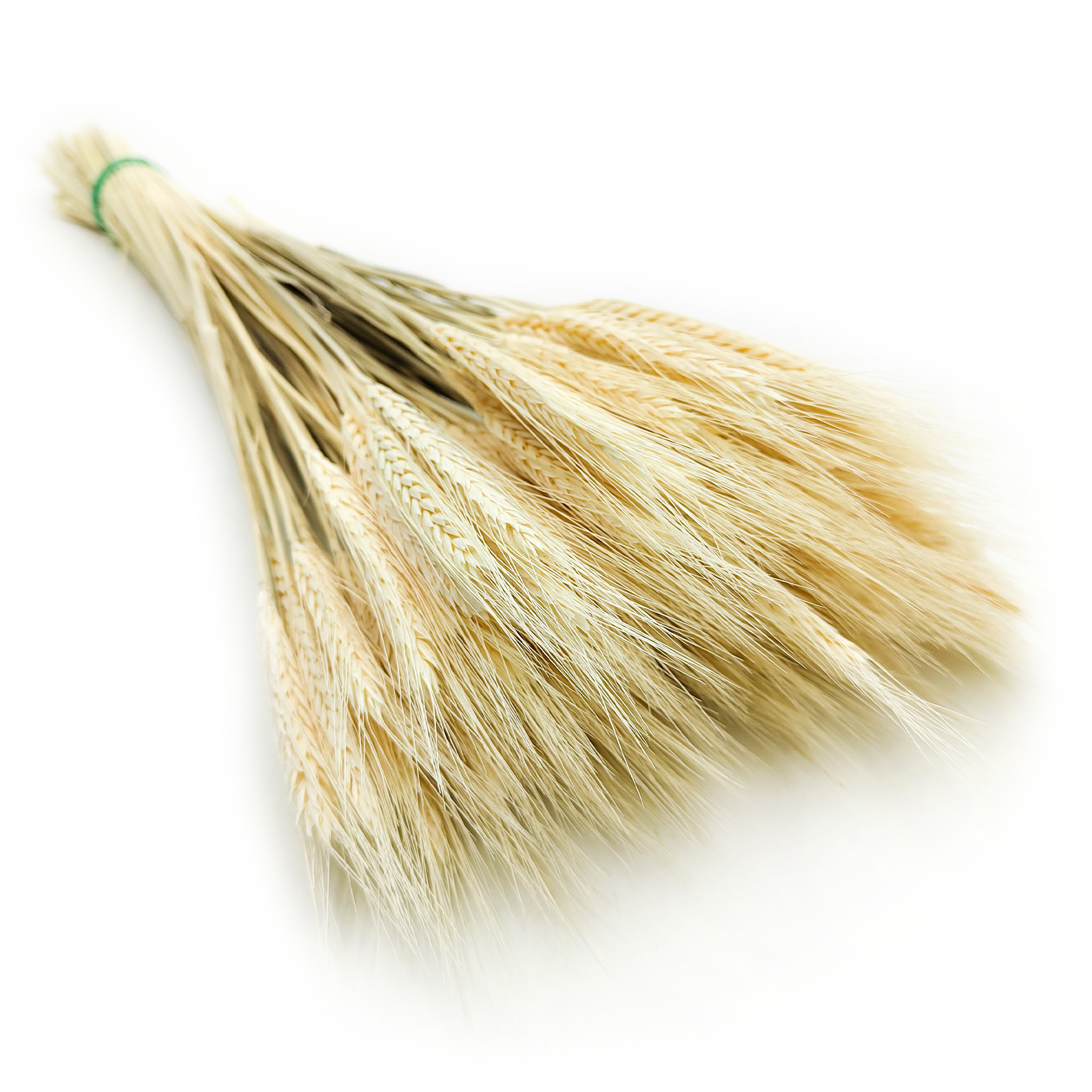 Triticale Getrocknete - Gebleicht